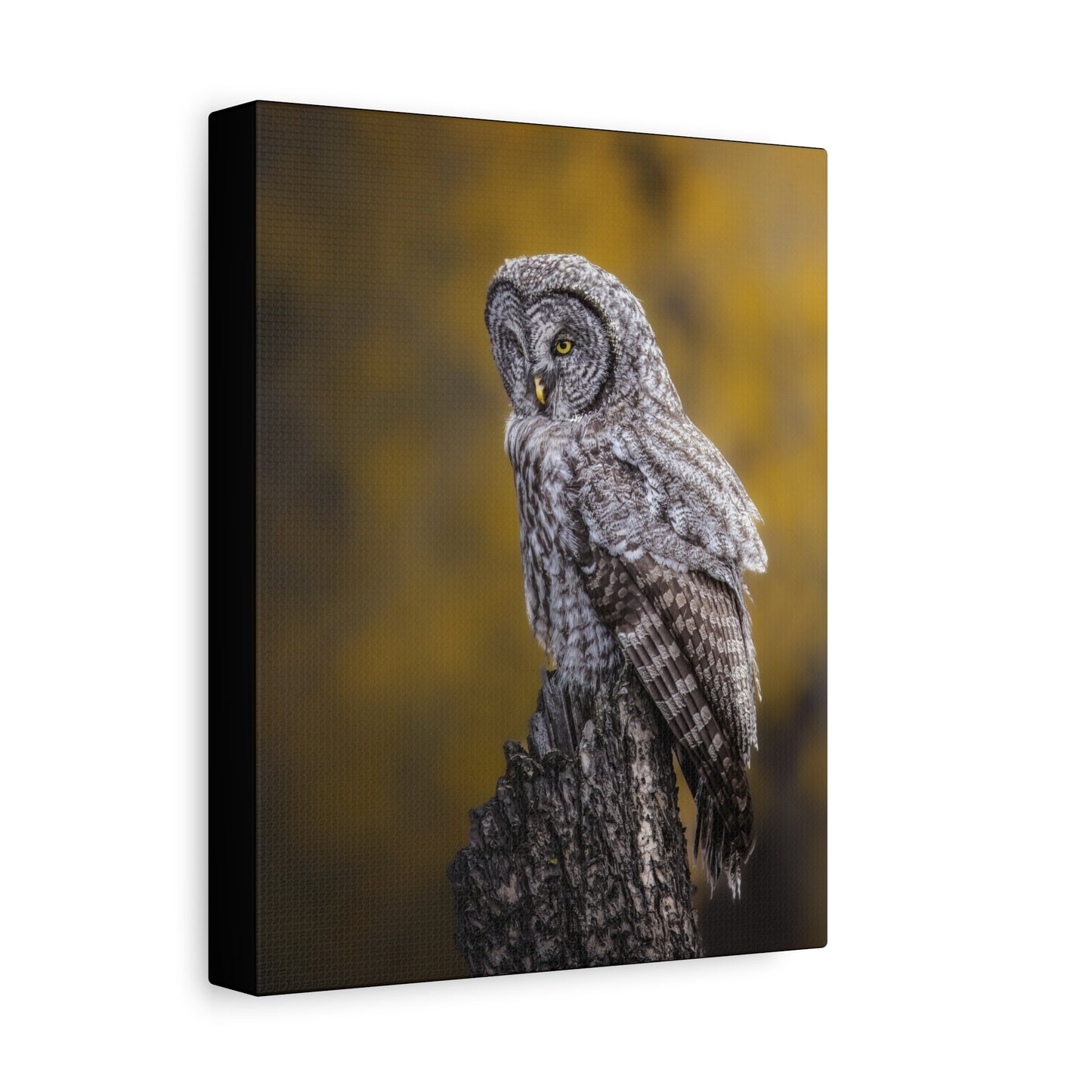 THOUGHTFUL GREAT GREY OWL STRETCHED CANVAS PRINT