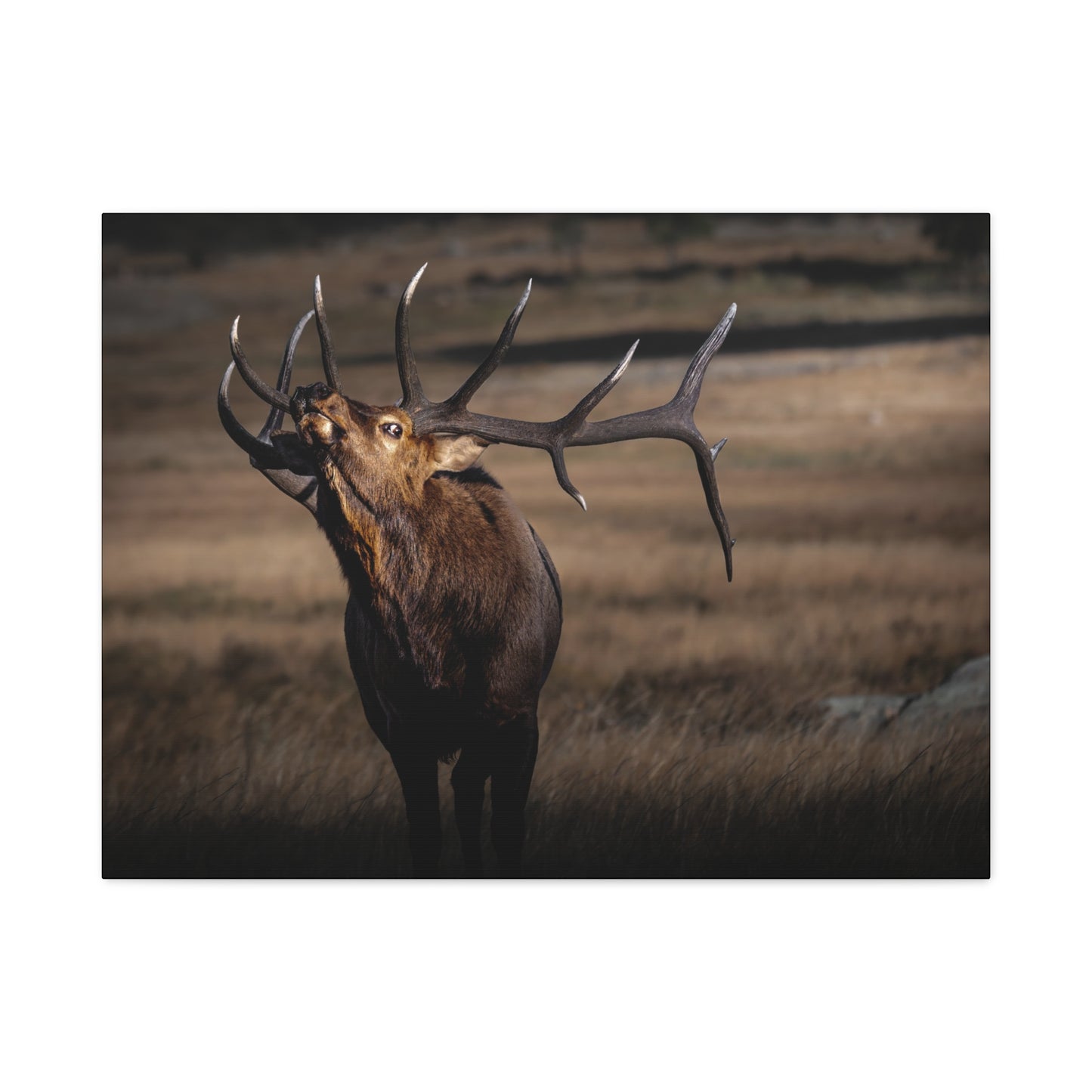 WILD SIDE BULL ELK STRETCHED CANVAS PRINT