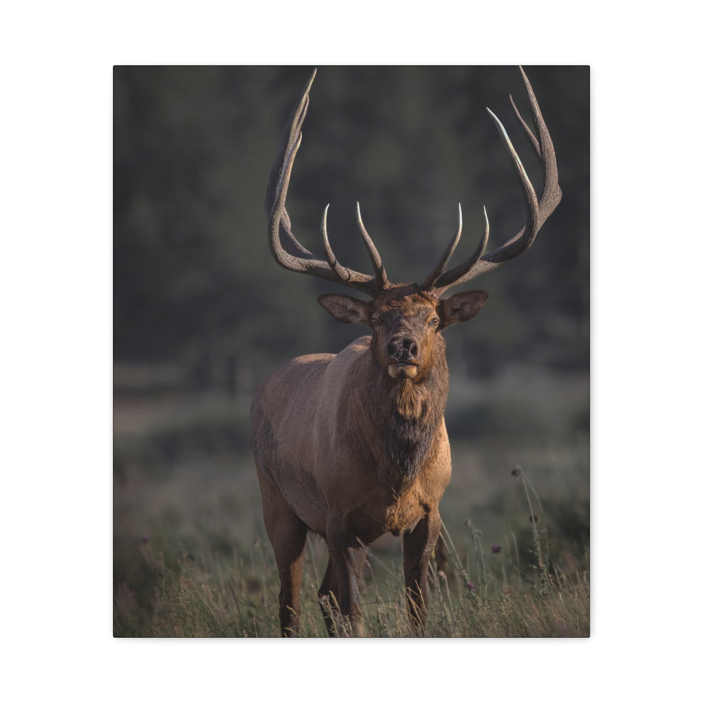 ATTENTION GETTER BULL ELK STRETCHED CANVAS PRINT