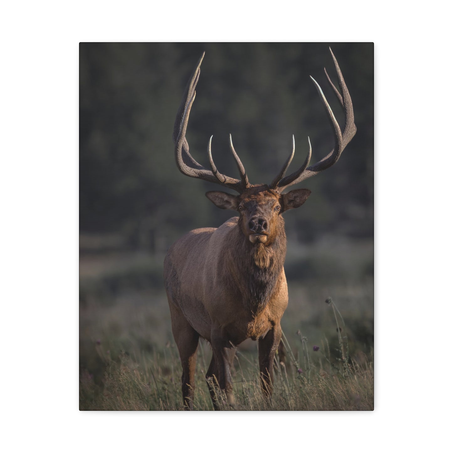 ATTENTION GETTER BULL ELK STRETCHED CANVAS PRINT