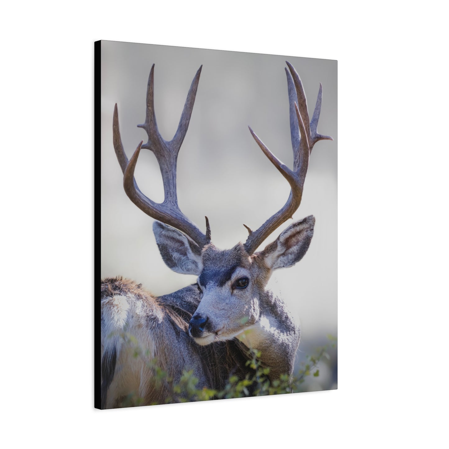 STICKERS MULE DEER BUCK STRETCHED CANVAS PRINT