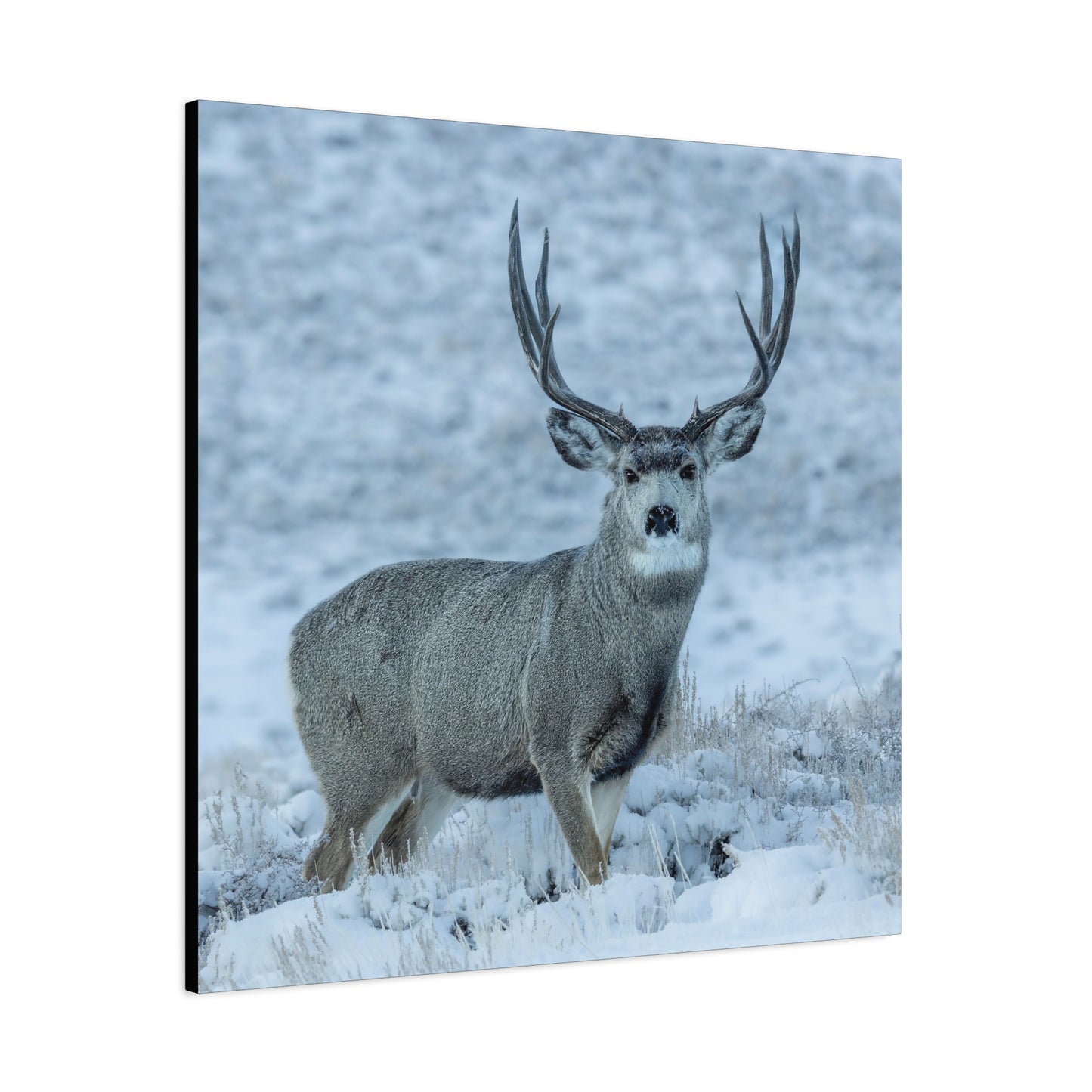 RUT BUCK MULE DEER BUCK STRETCHED CANVAS PRINT