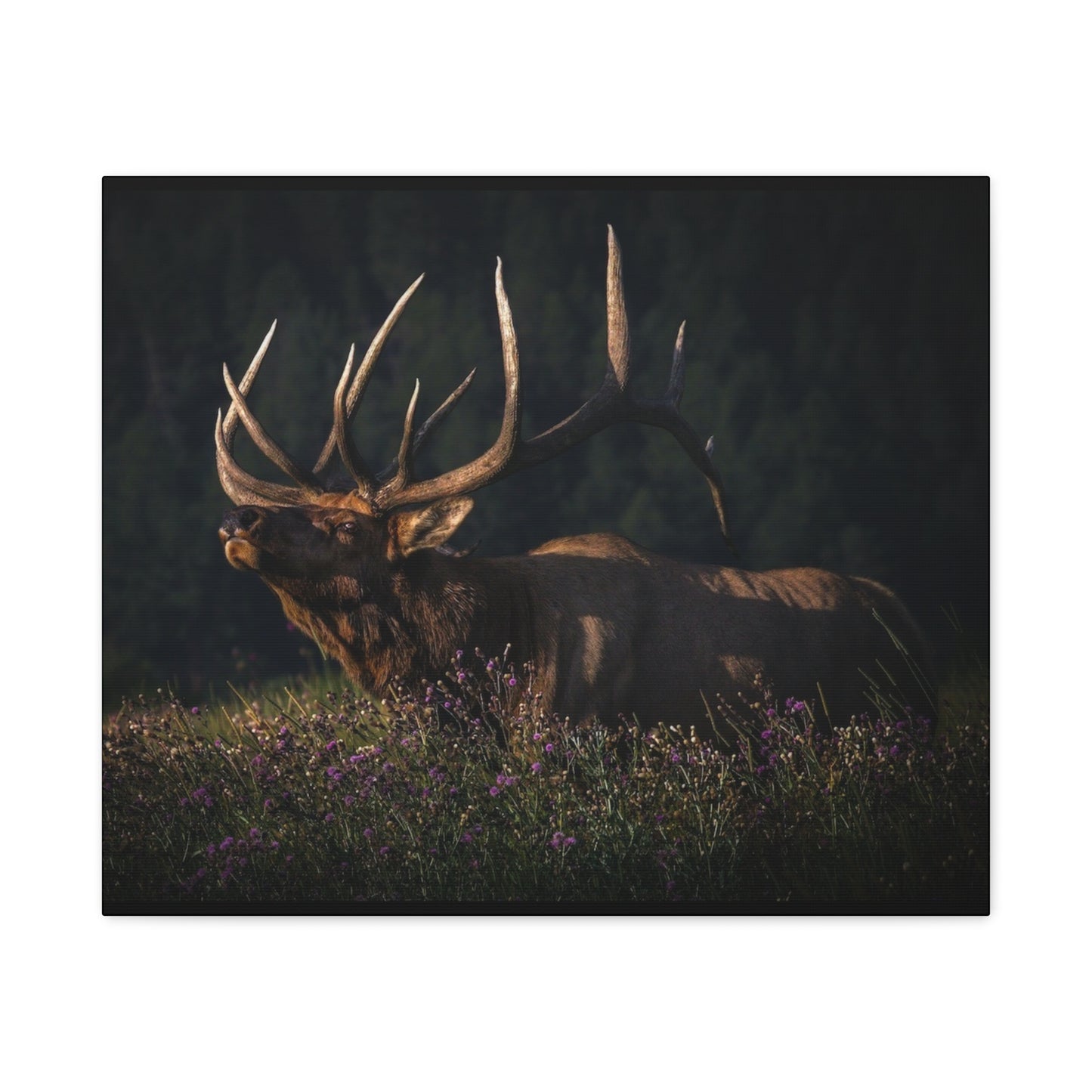 FIRST LIGHT MONARCH BULL ELK STRETCHED CANVAS PRINT