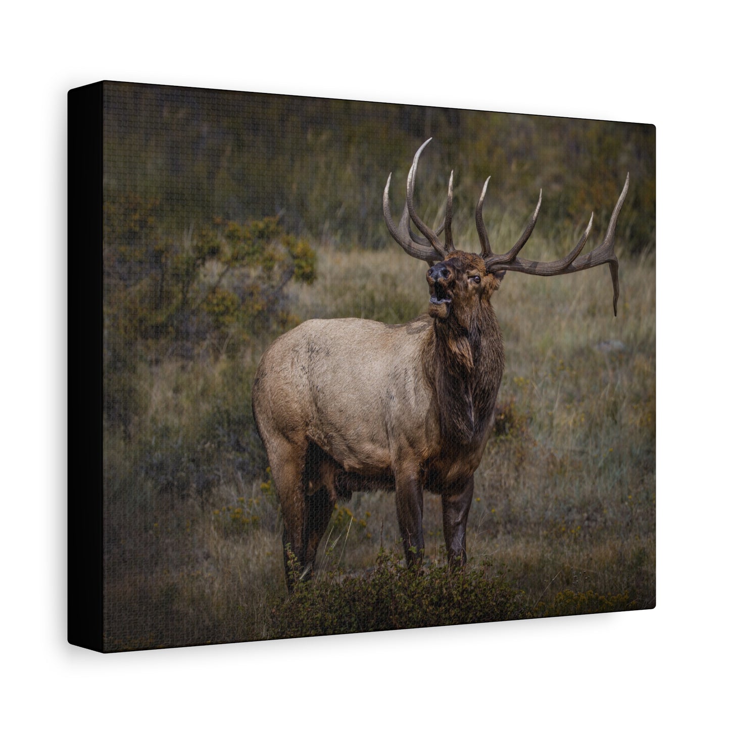 BEAMER BULL ELK STRETCHED CANVAS PRINT