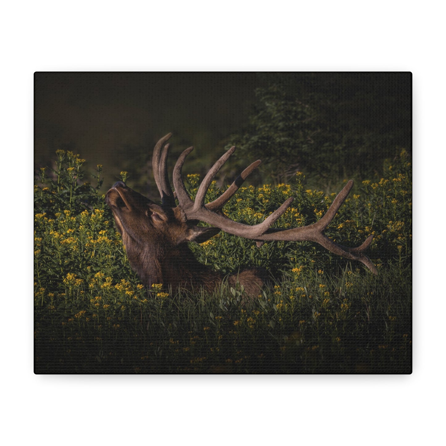 SUNFLOWER SUNBATH BULL ELK STRETCHED CANVAS PRINT