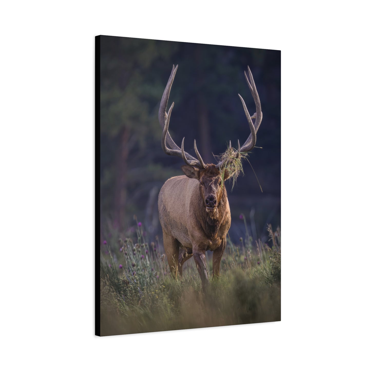 DECKED OUT BULL ELK STRETCHED CANVAS PRINT