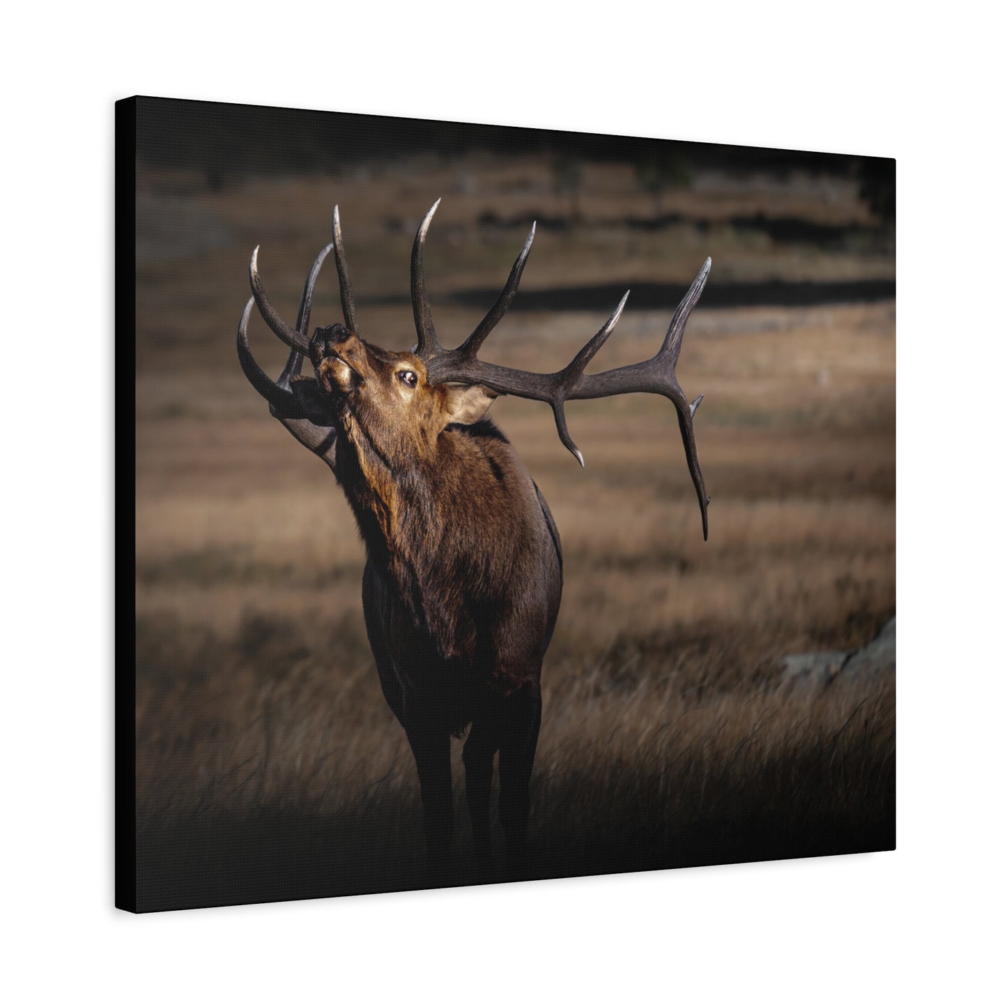 WILD SIDE BULL ELK STRETCHED CANVAS PRINT
