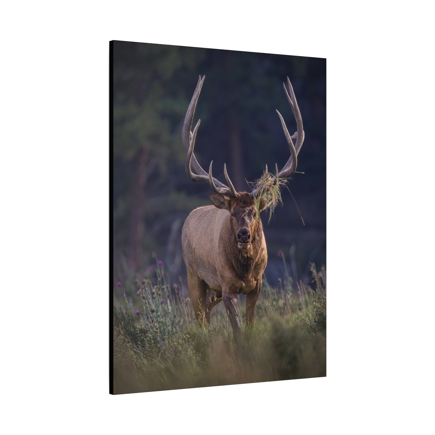 DECKED OUT BULL ELK STRETCHED CANVAS PRINT