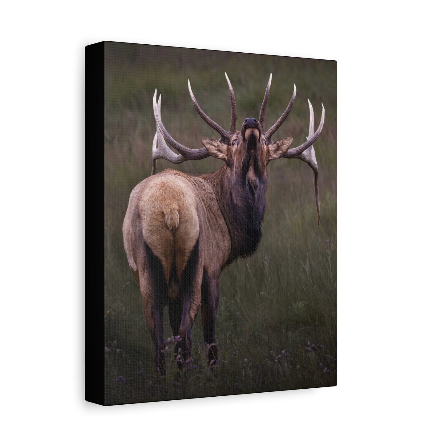 BEYOND BULL ELK STRETCHED CANVAS PRINT