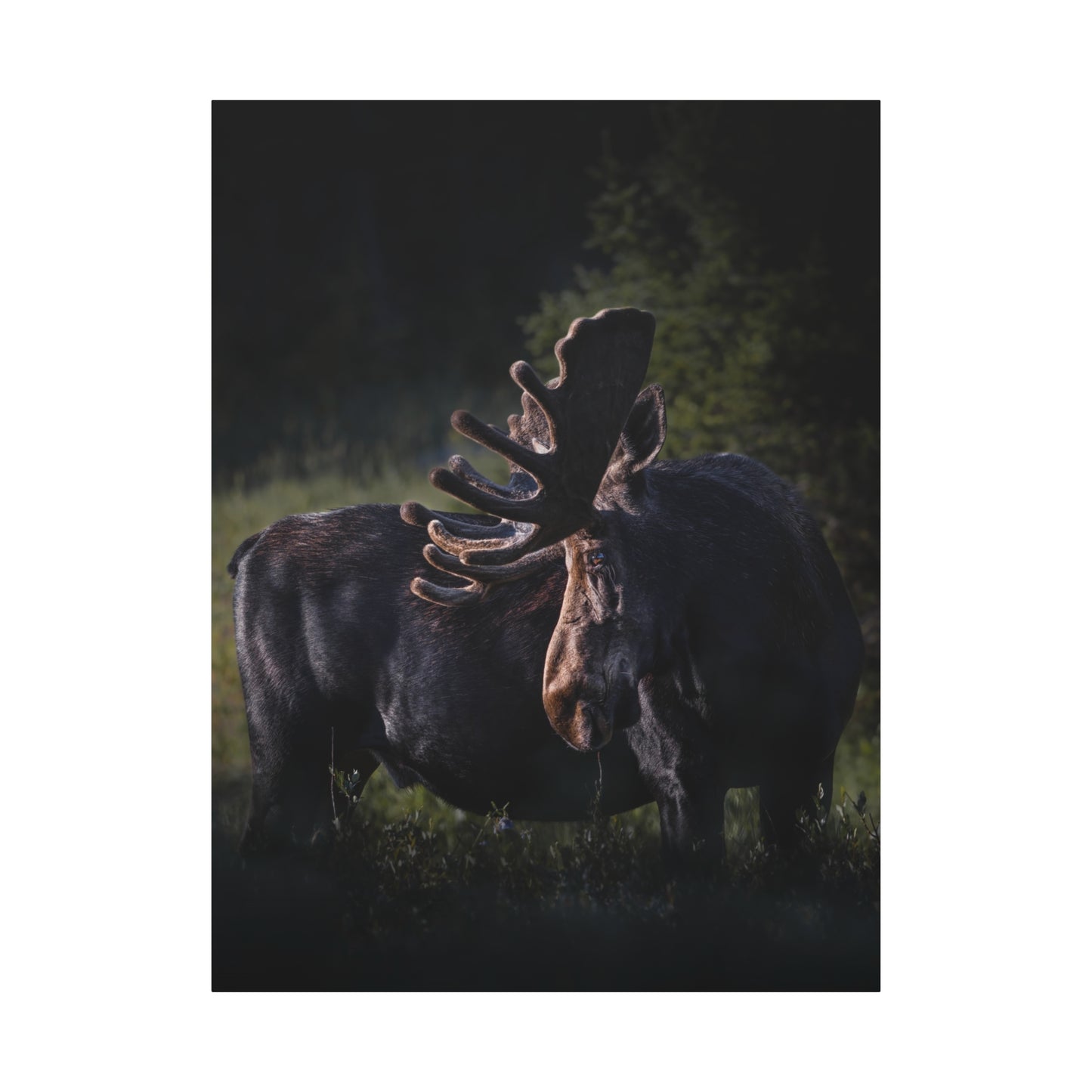 VELVET HIGHLIGHTS BULL MOOSE STRETCHED CANVAS PRINT