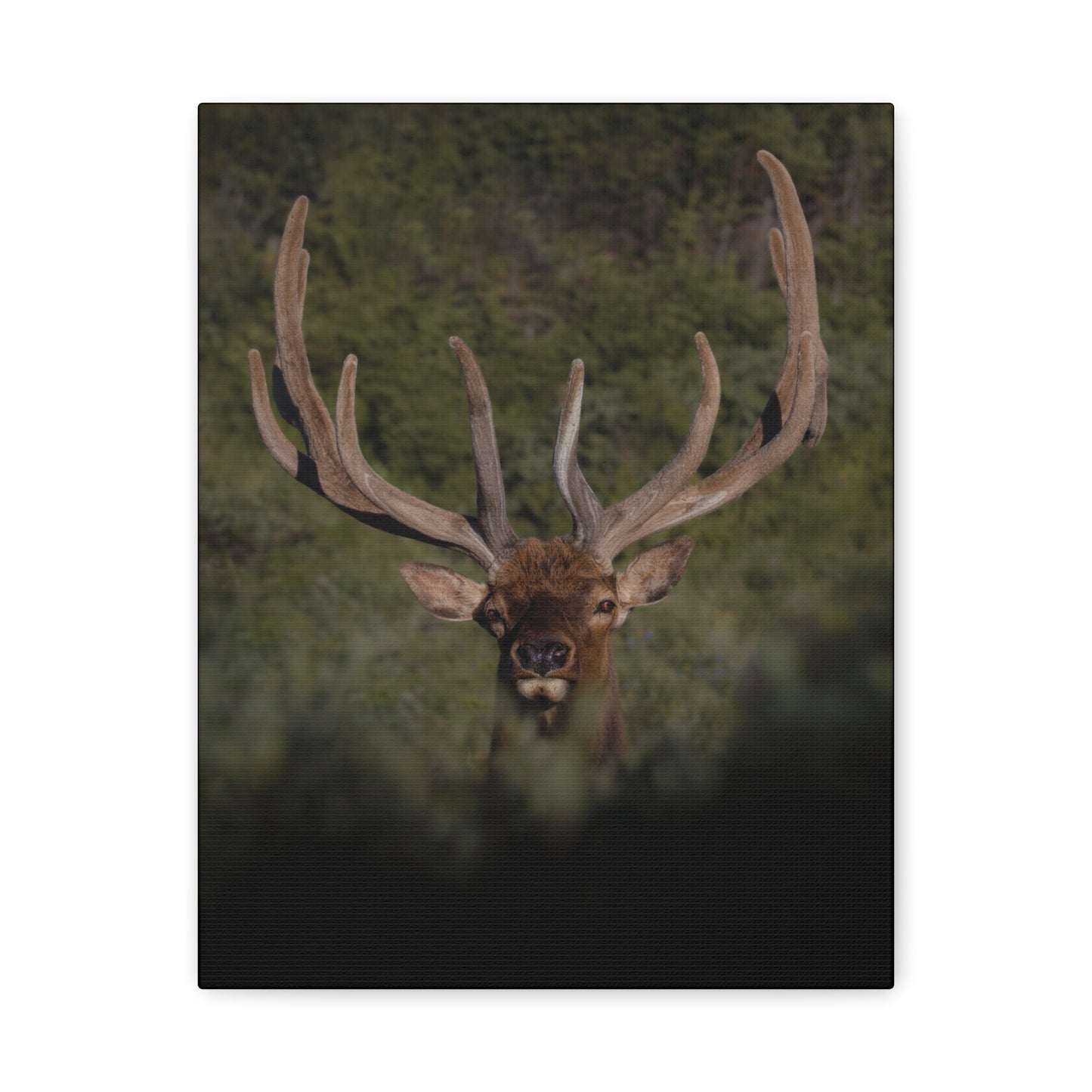 VELVET SURPRISE BULL ELK STRETCHED CANVAS PRINT