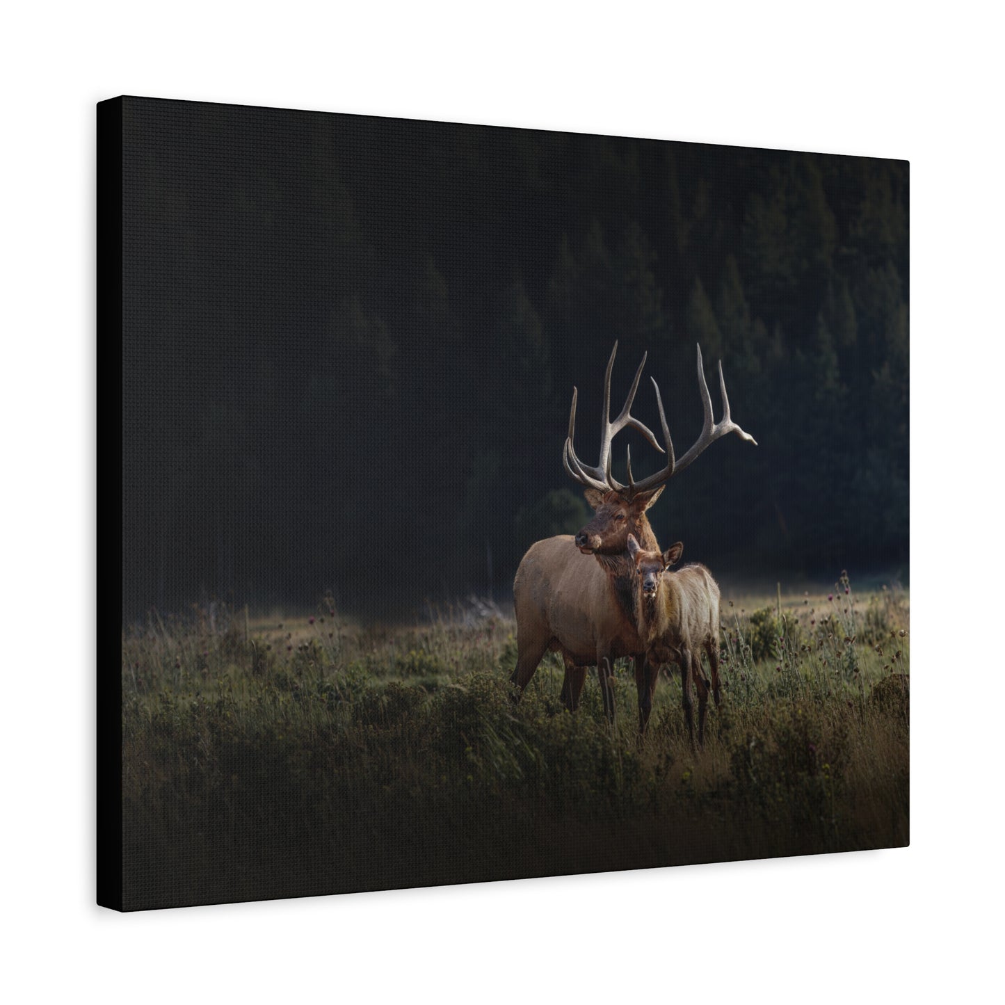 GENERATIONS BULL ELK STRETCHED CANVAS PRINT