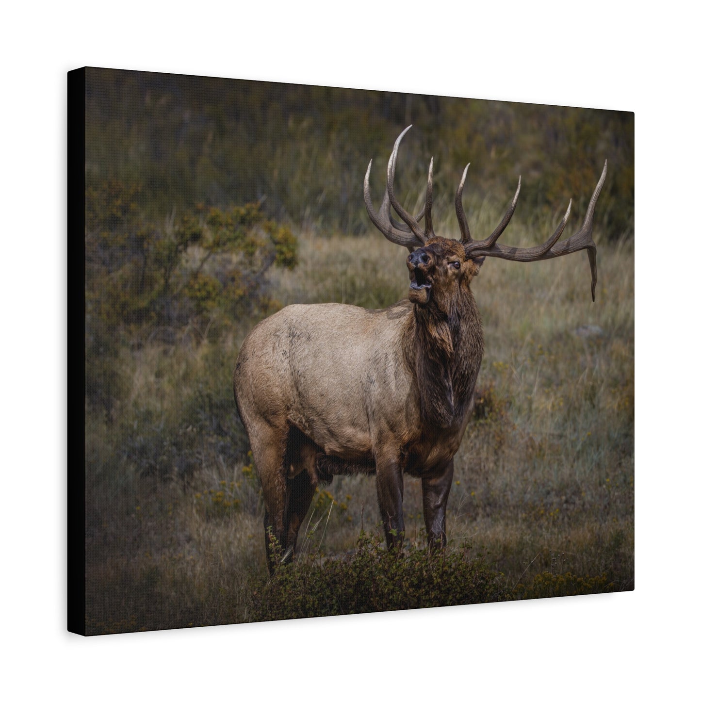 BEAMER BULL ELK STRETCHED CANVAS PRINT