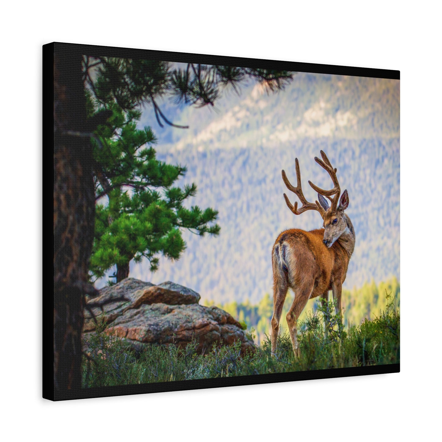 BACKDROP ITCH BUCK MULE DEER STRETCHED CANVAS PRINT