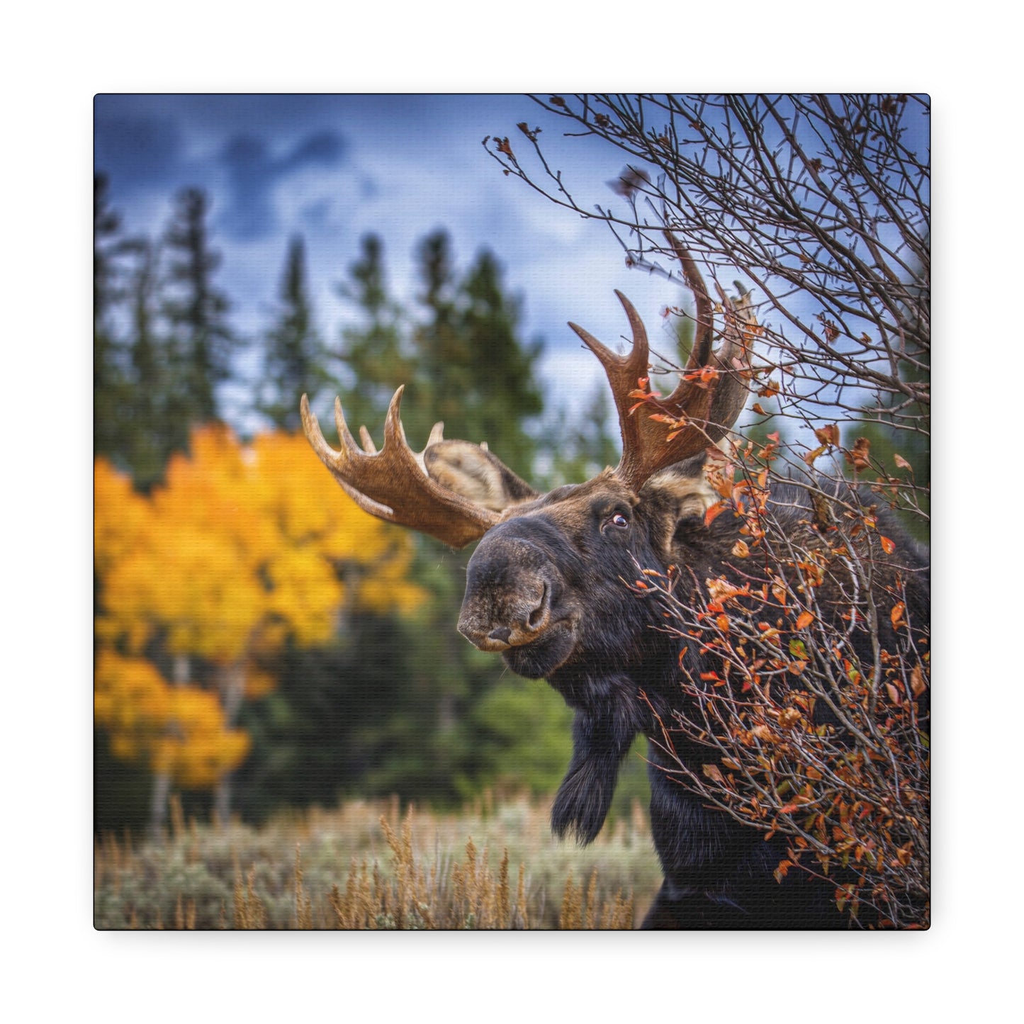 PEEKING BULL MOOSE STRETCHED CANVAS PRINT