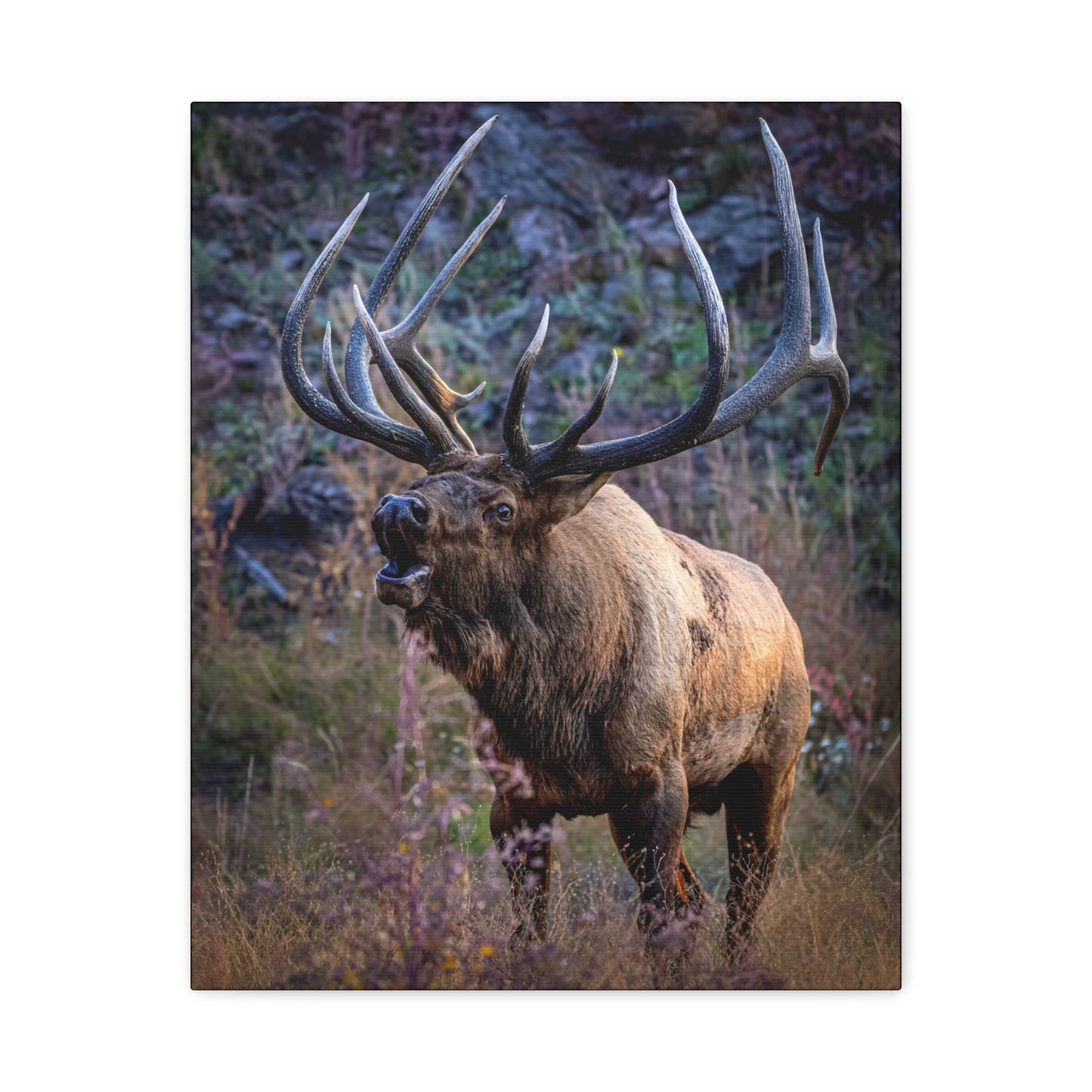 FALL INTENSITY BULL ELK STRETCHED CANVAS PRINT