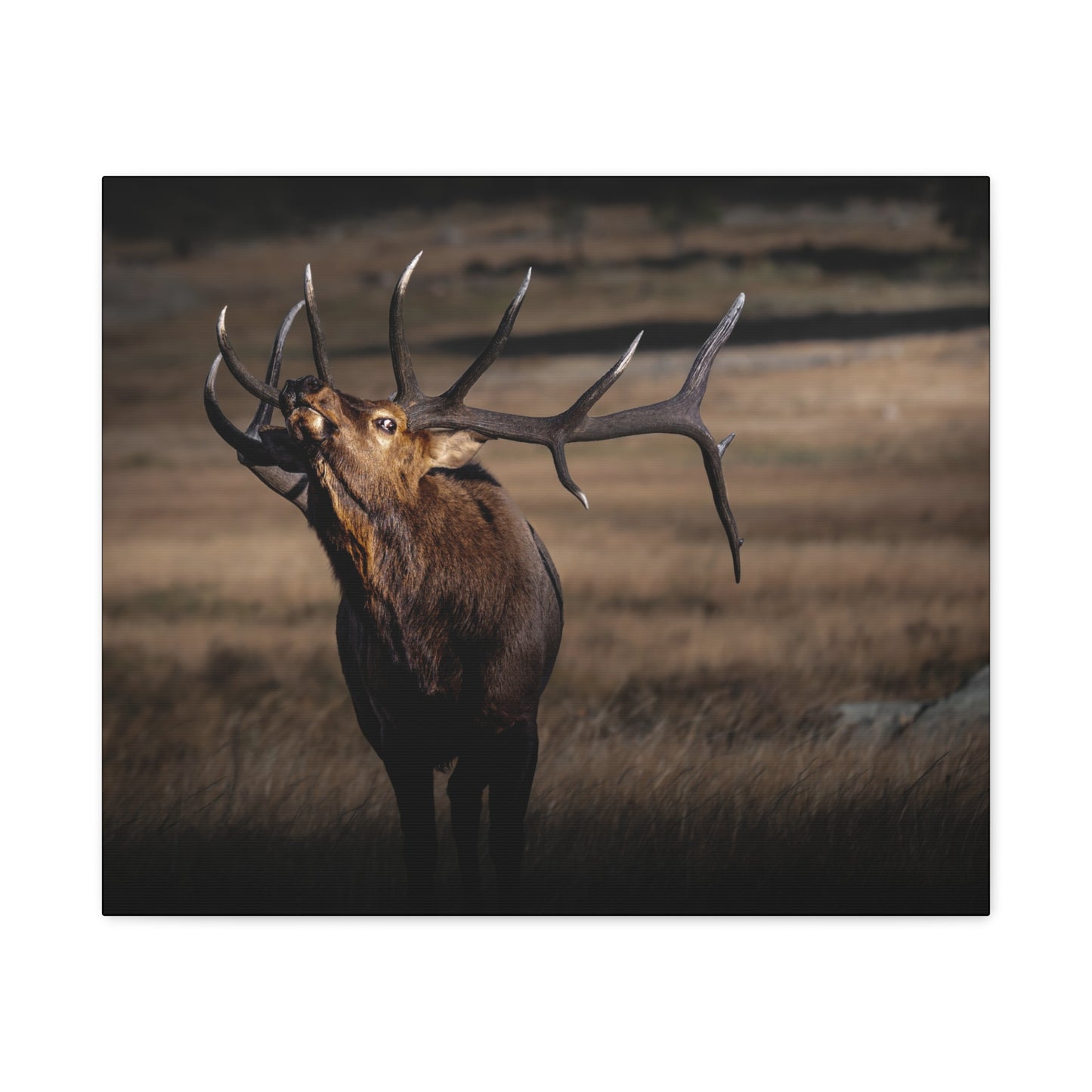 WILD SIDE BULL ELK STRETCHED CANVAS PRINT