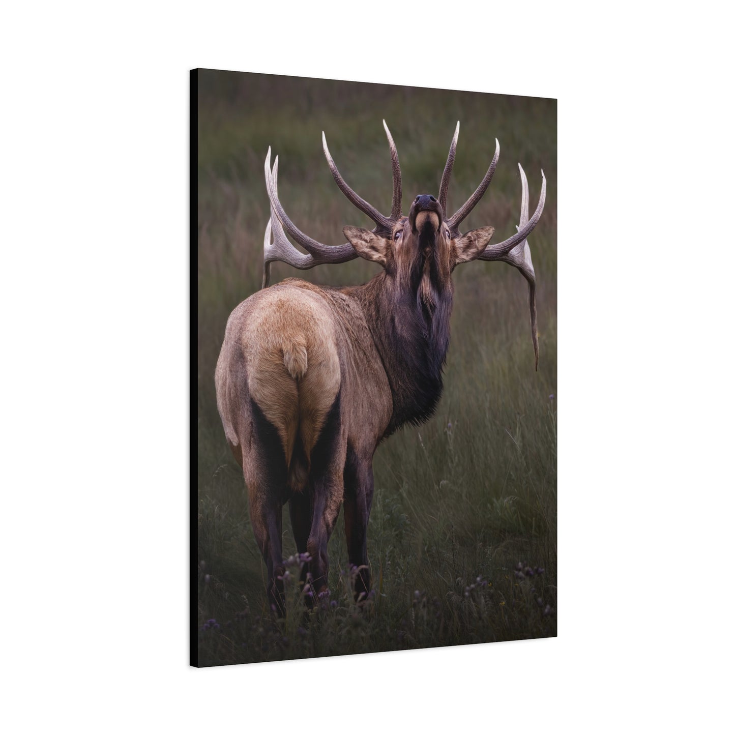 BEYOND BULL ELK STRETCHED CANVAS PRINT