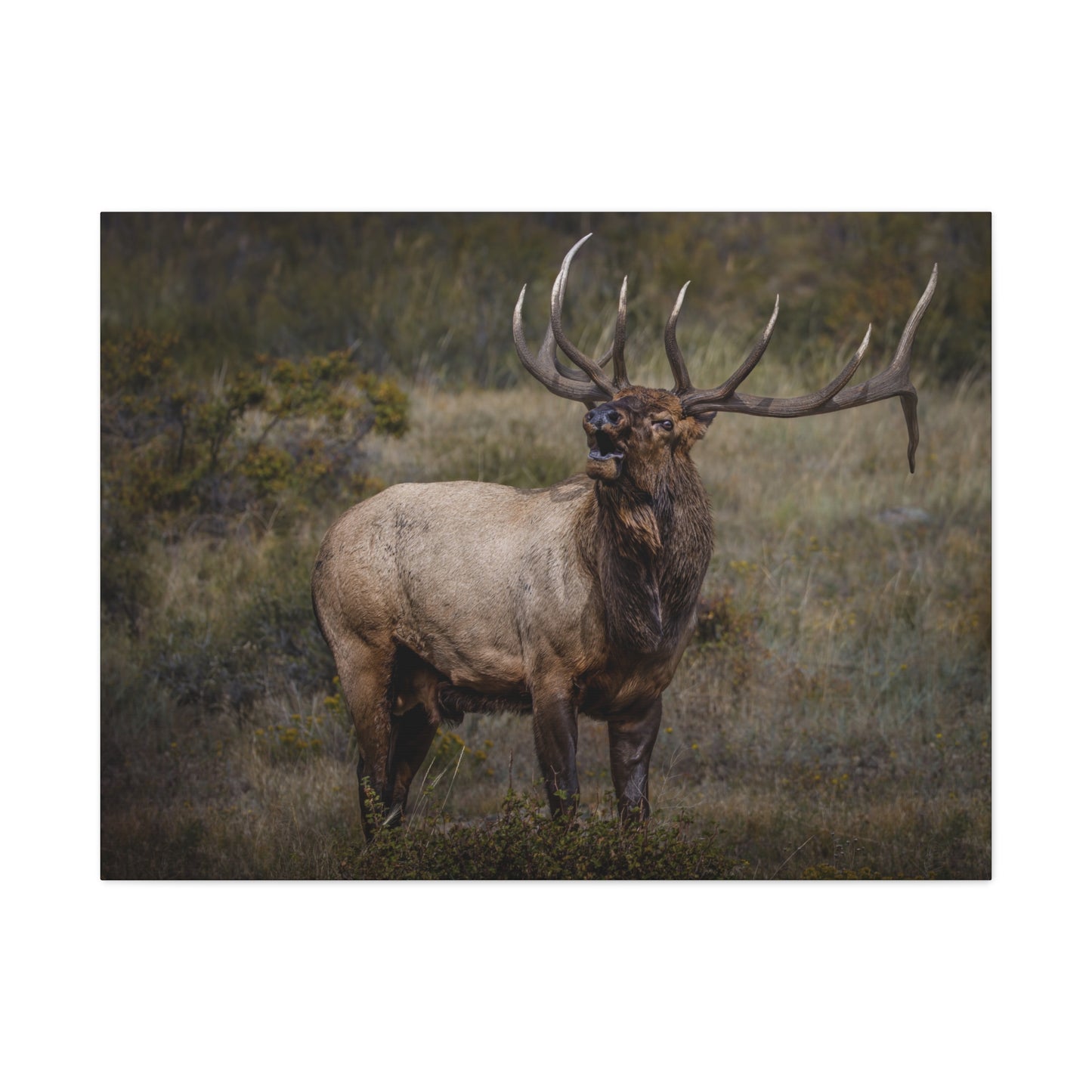 BEAMER BULL ELK STRETCHED CANVAS PRINT