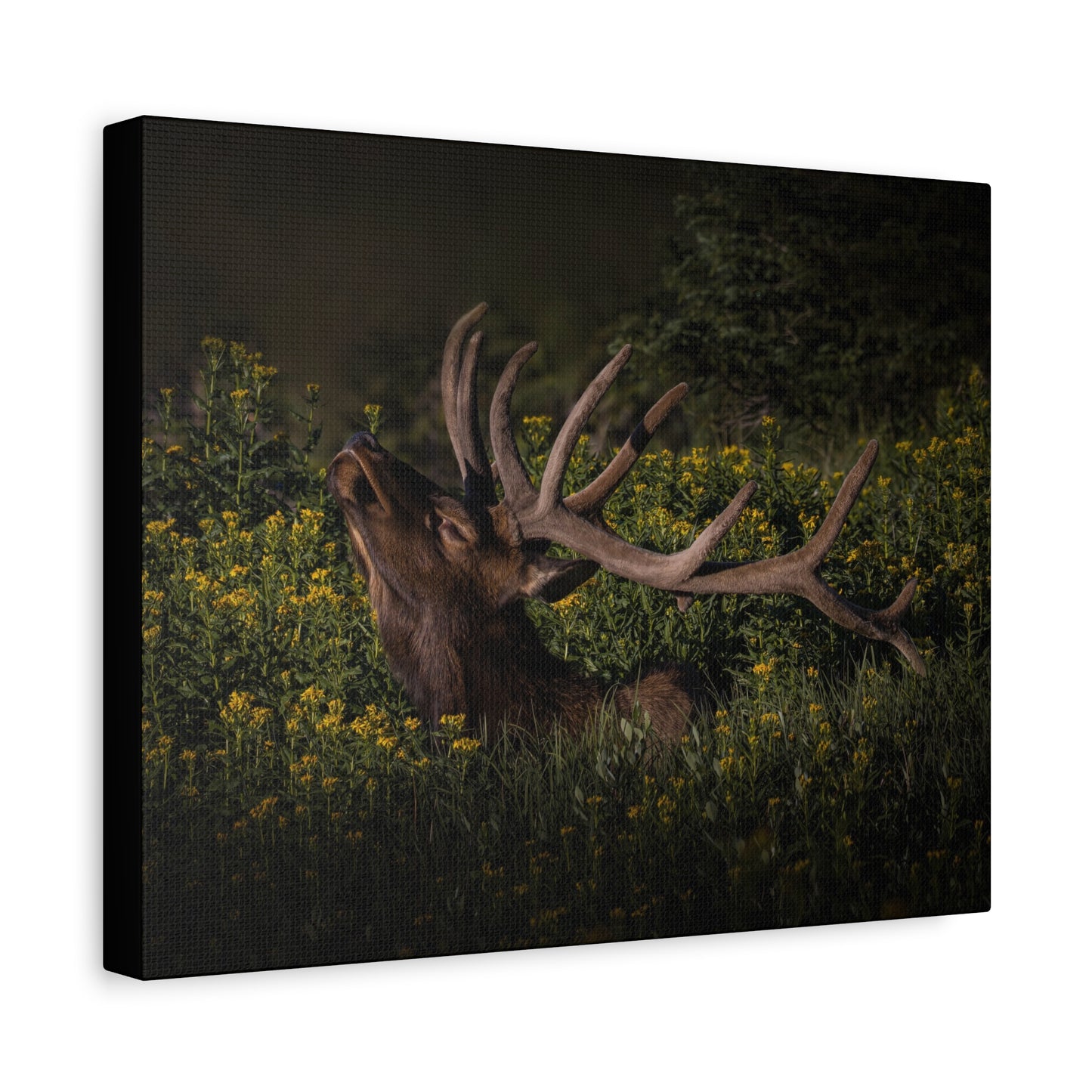 SUNFLOWER SUNBATH BULL ELK STRETCHED CANVAS PRINT