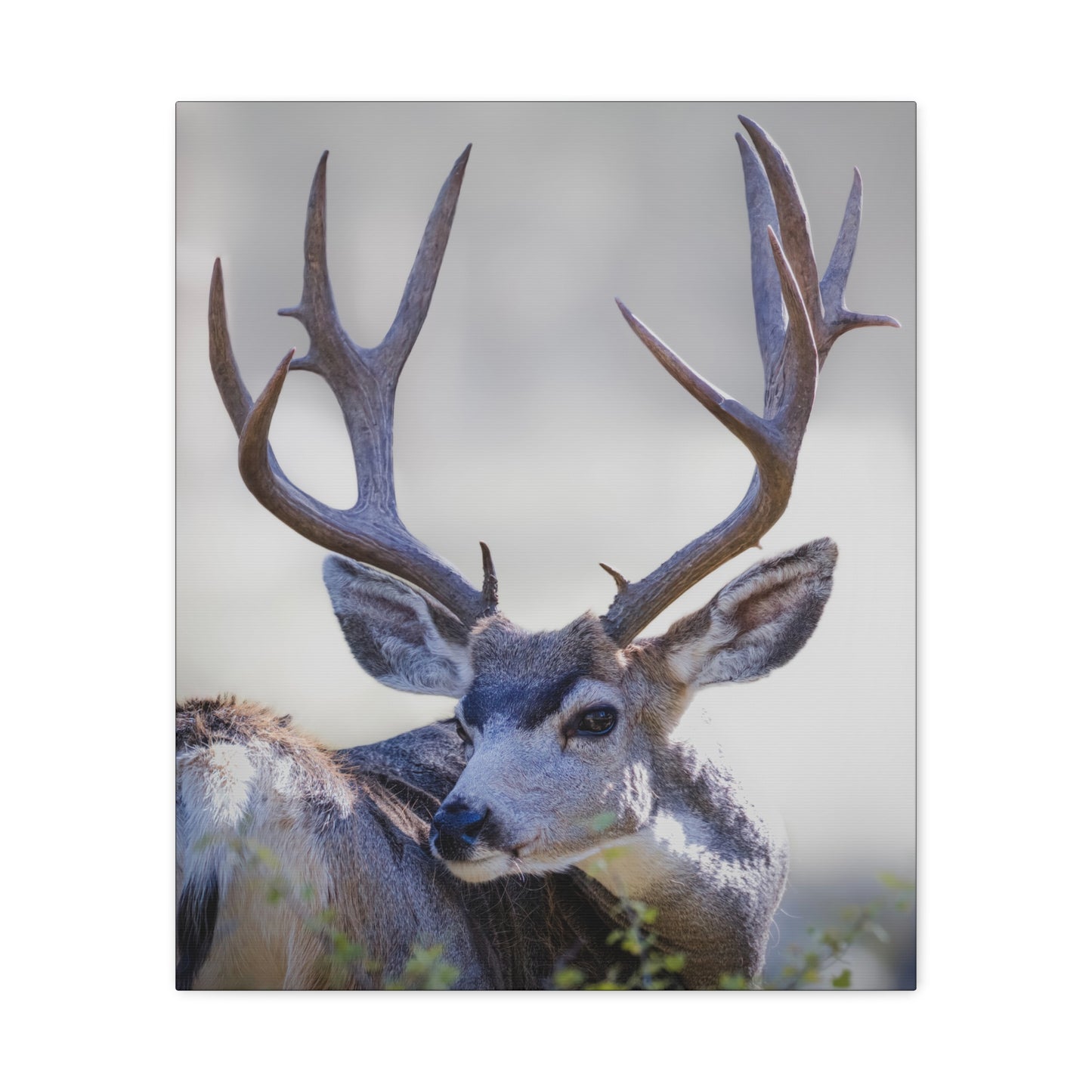 STICKERS MULE DEER BUCK STRETCHED CANVAS PRINT