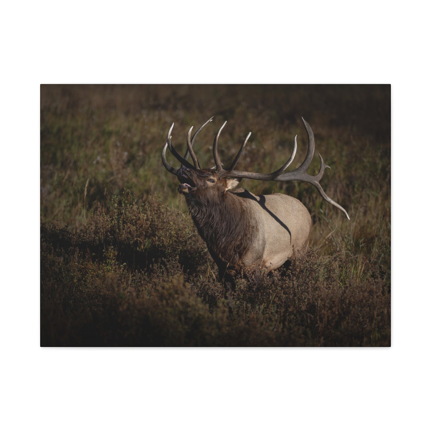 SPLIT DECISION BULL ELK STRETCHED CANVAS PRINT