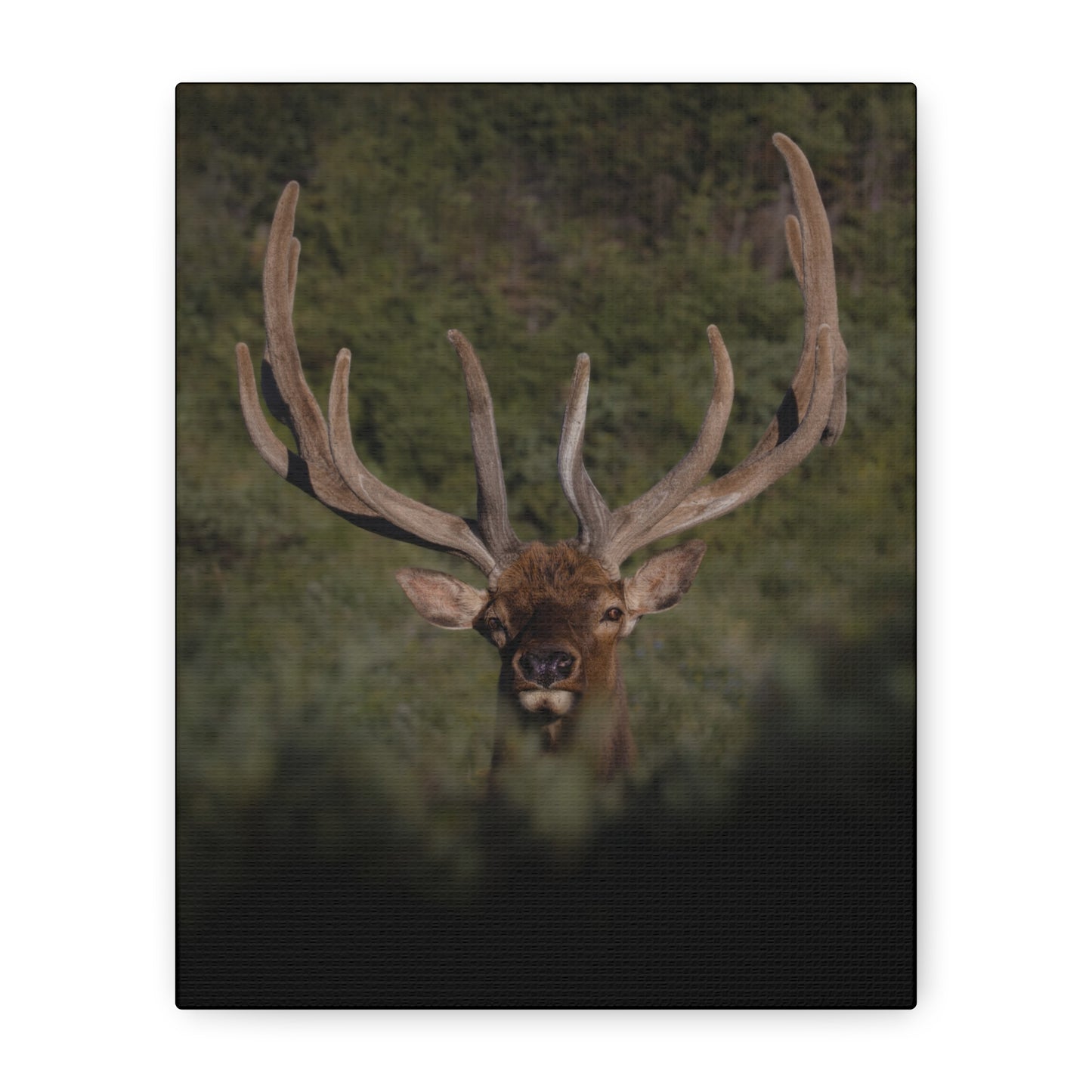 VELVET SURPRISE BULL ELK STRETCHED CANVAS PRINT