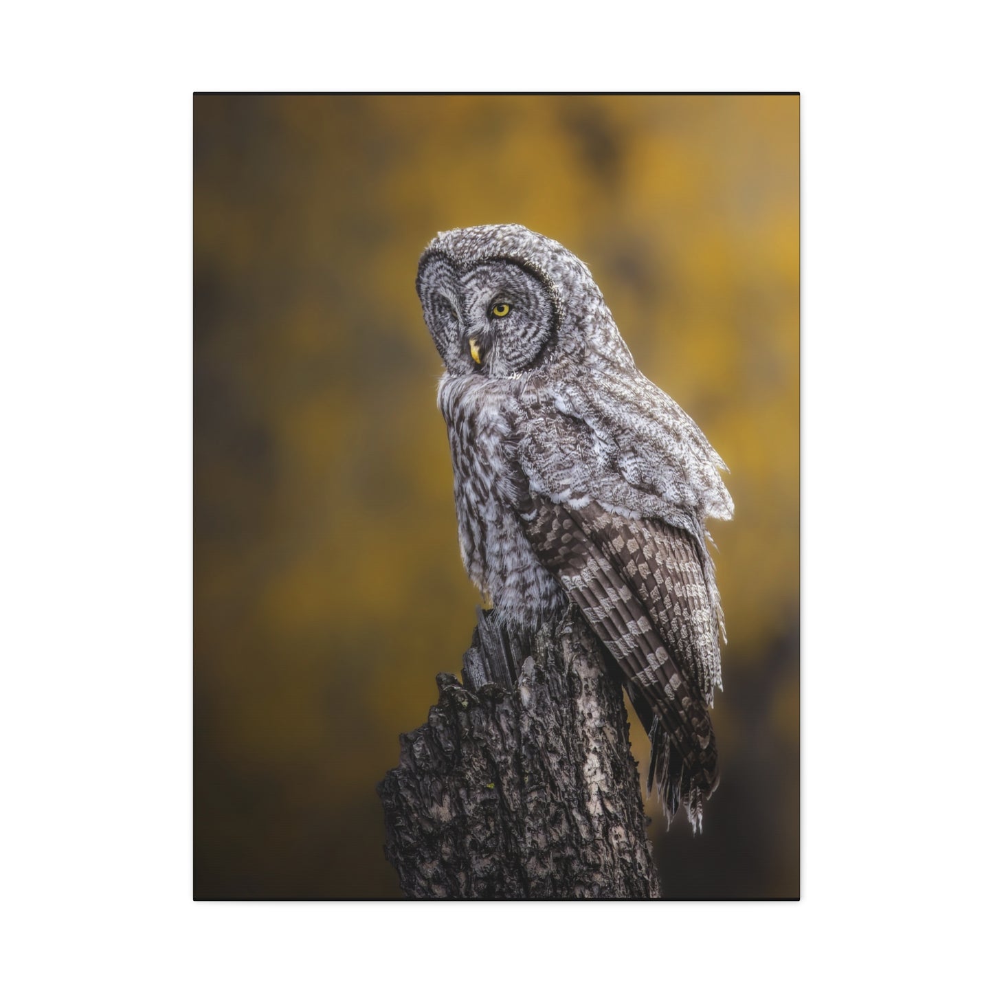 THOUGHTFUL GREAT GREY OWL STRETCHED CANVAS PRINT