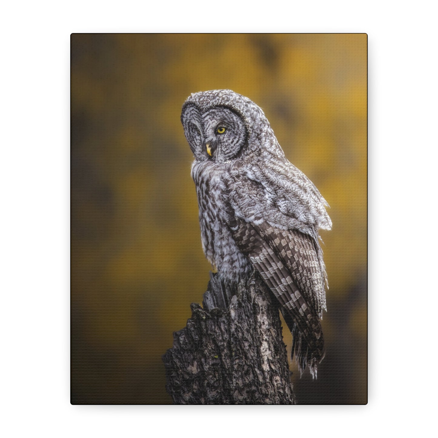 THOUGHTFUL GREAT GREY OWL STRETCHED CANVAS PRINT
