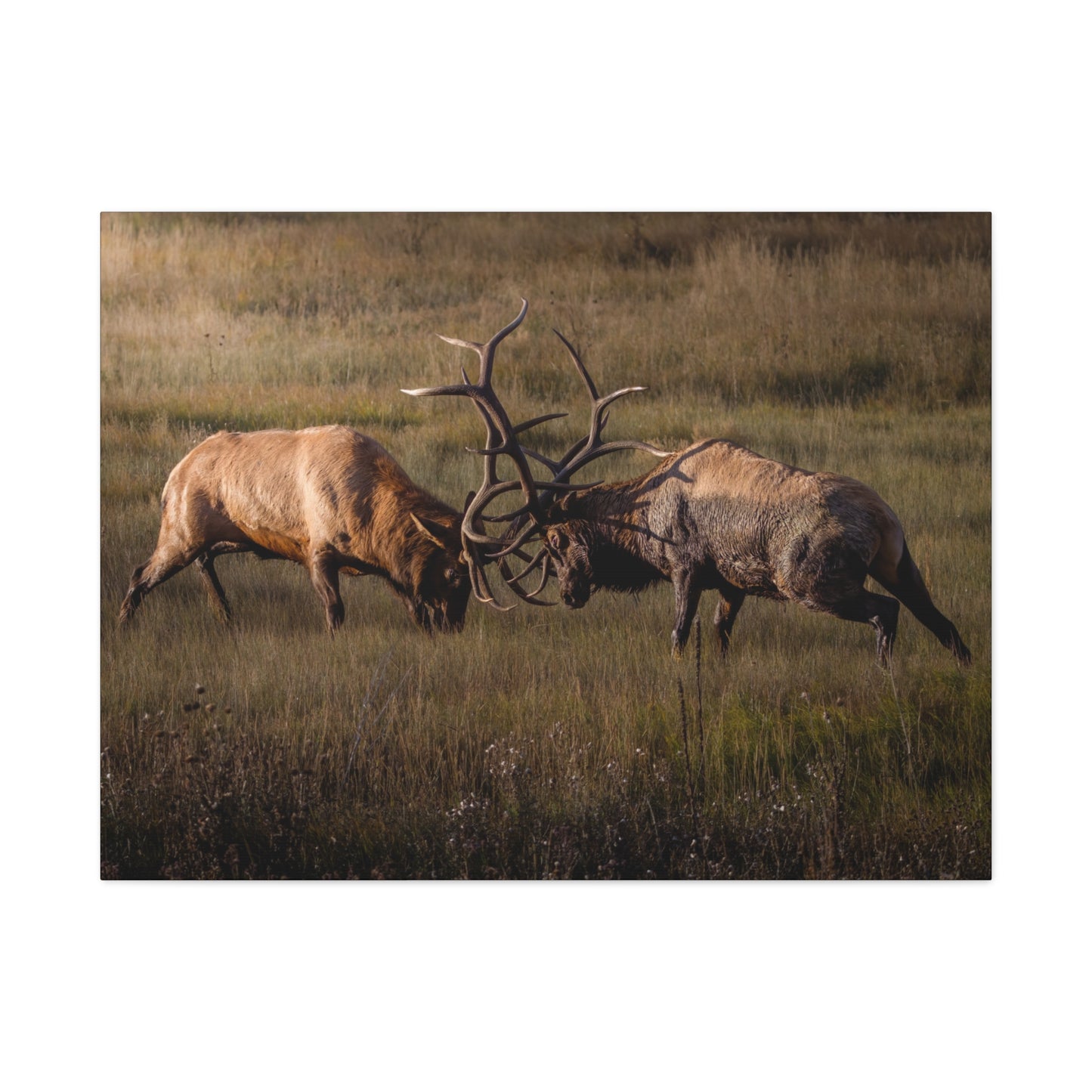 LOCKED IN LIGHT BULL ELK STRETCHED CANVAS PRINT