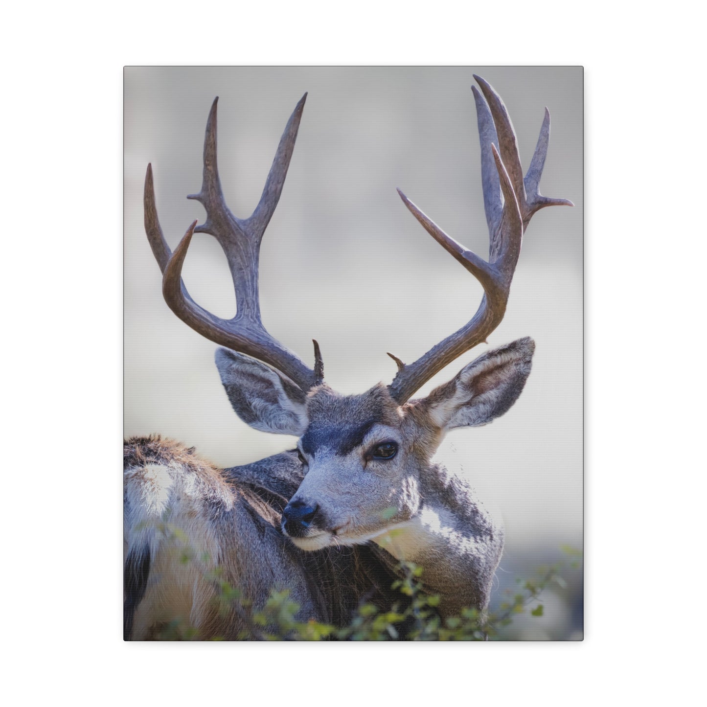 STICKERS MULE DEER BUCK STRETCHED CANVAS PRINT