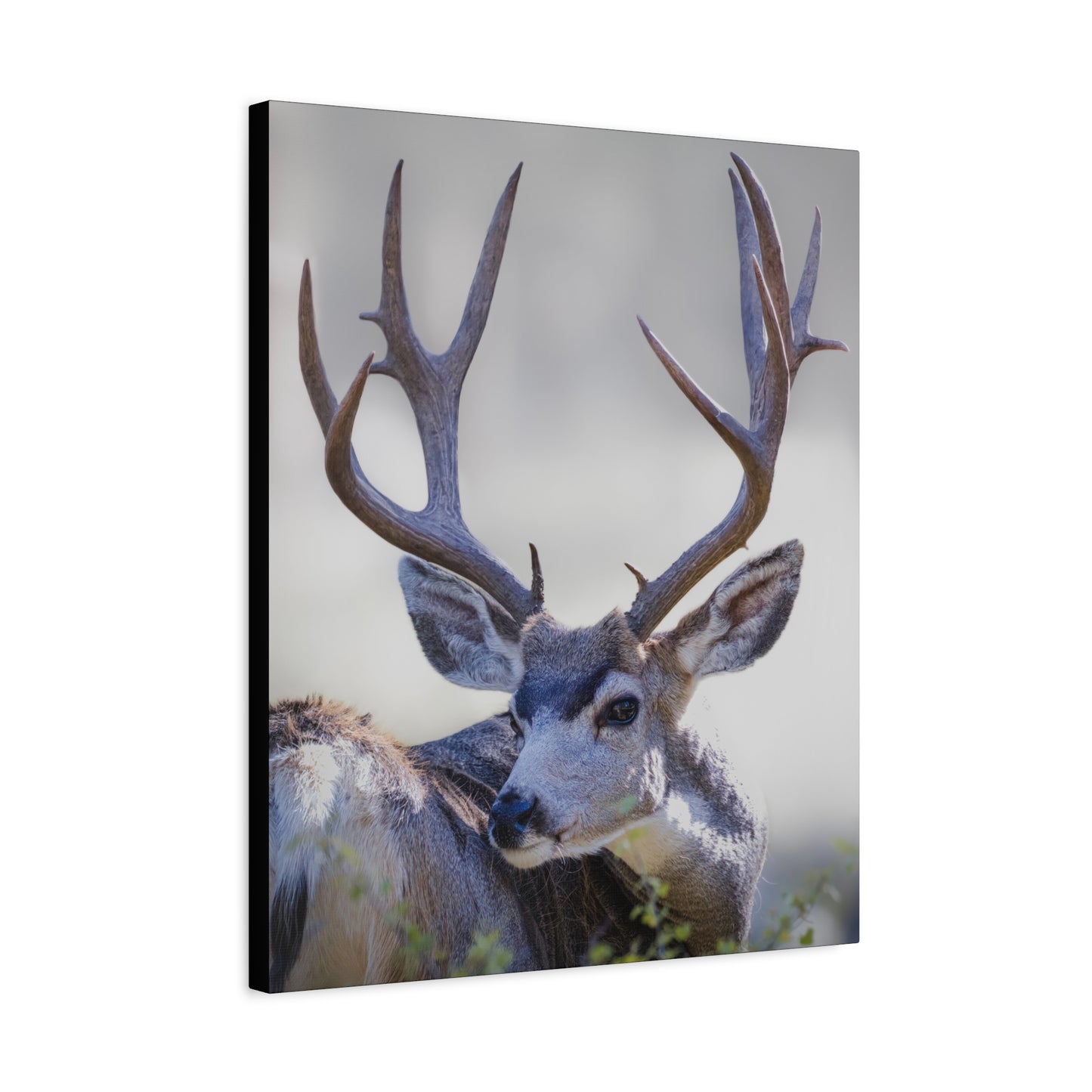 STICKERS MULE DEER BUCK STRETCHED CANVAS PRINT