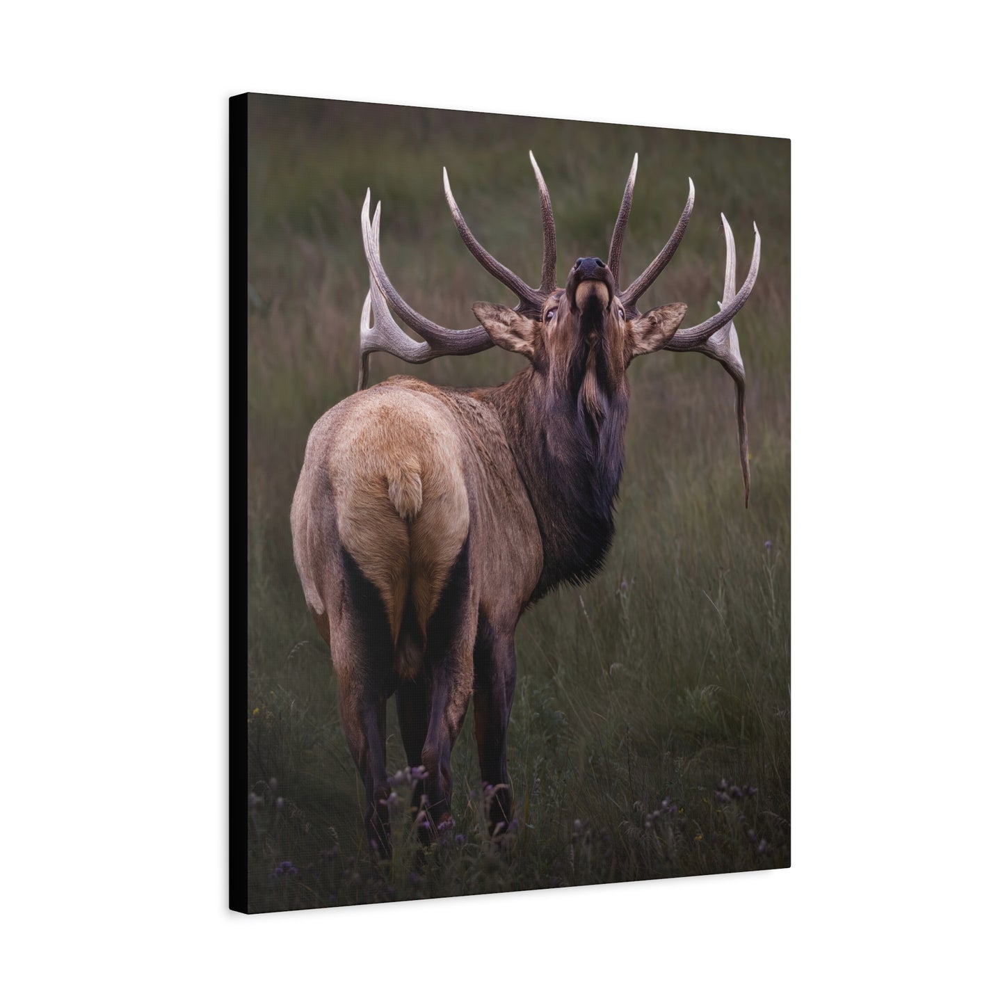 BEYOND BULL ELK STRETCHED CANVAS PRINT