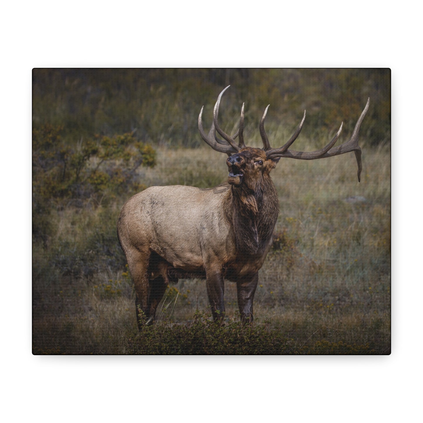 BEAMER BULL ELK STRETCHED CANVAS PRINT