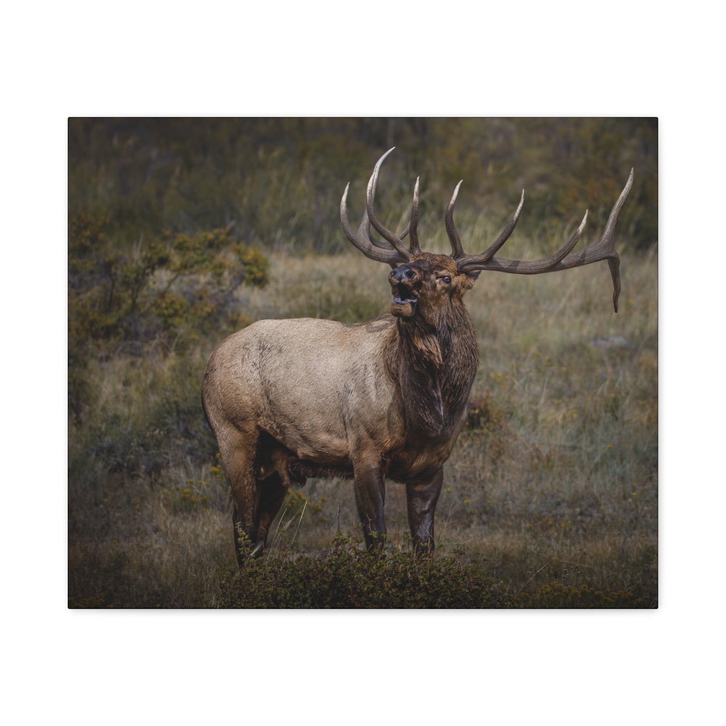 BEAMER BULL ELK STRETCHED CANVAS PRINT