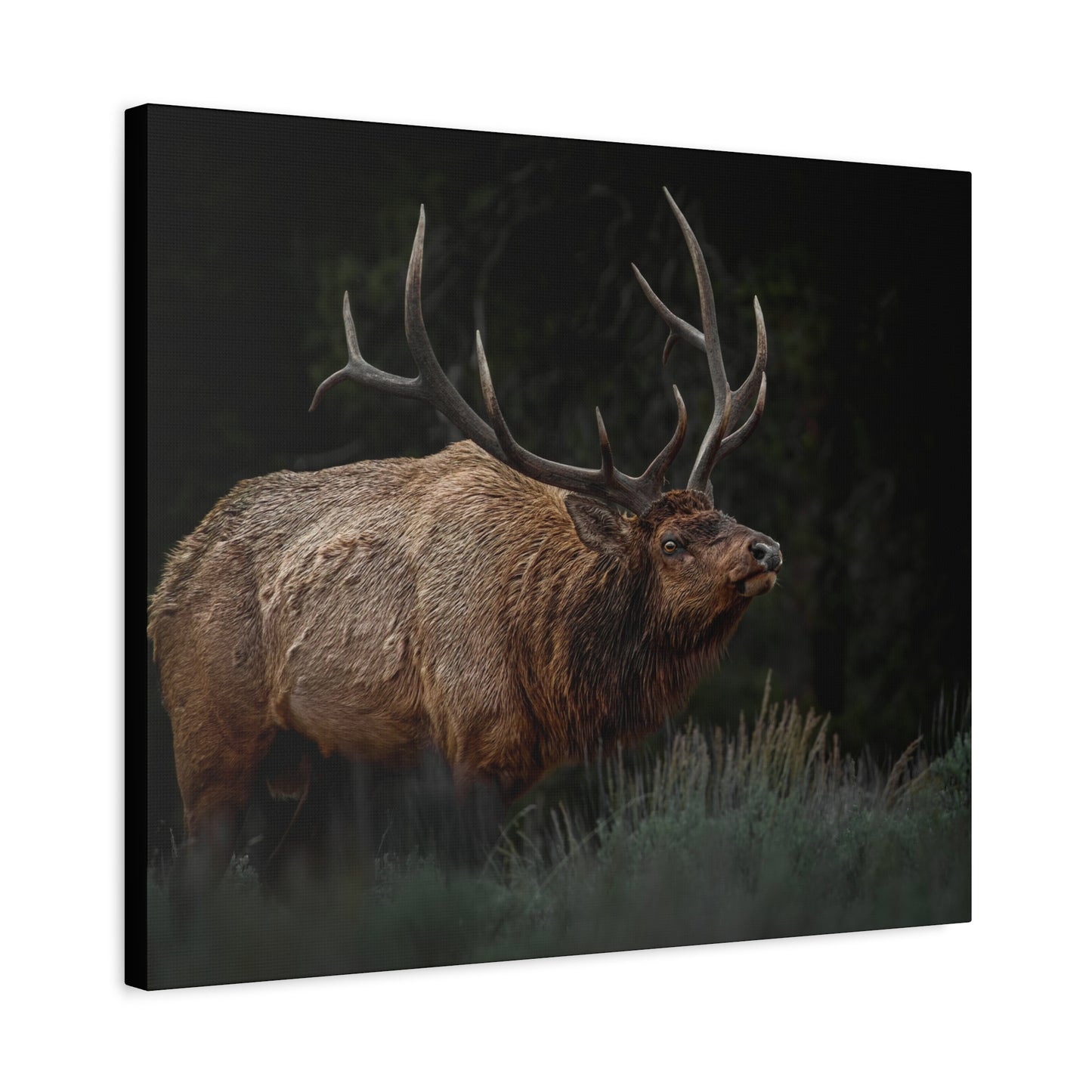 LOW LOOK BULL ELK STRETCHED CANVAS PRINT