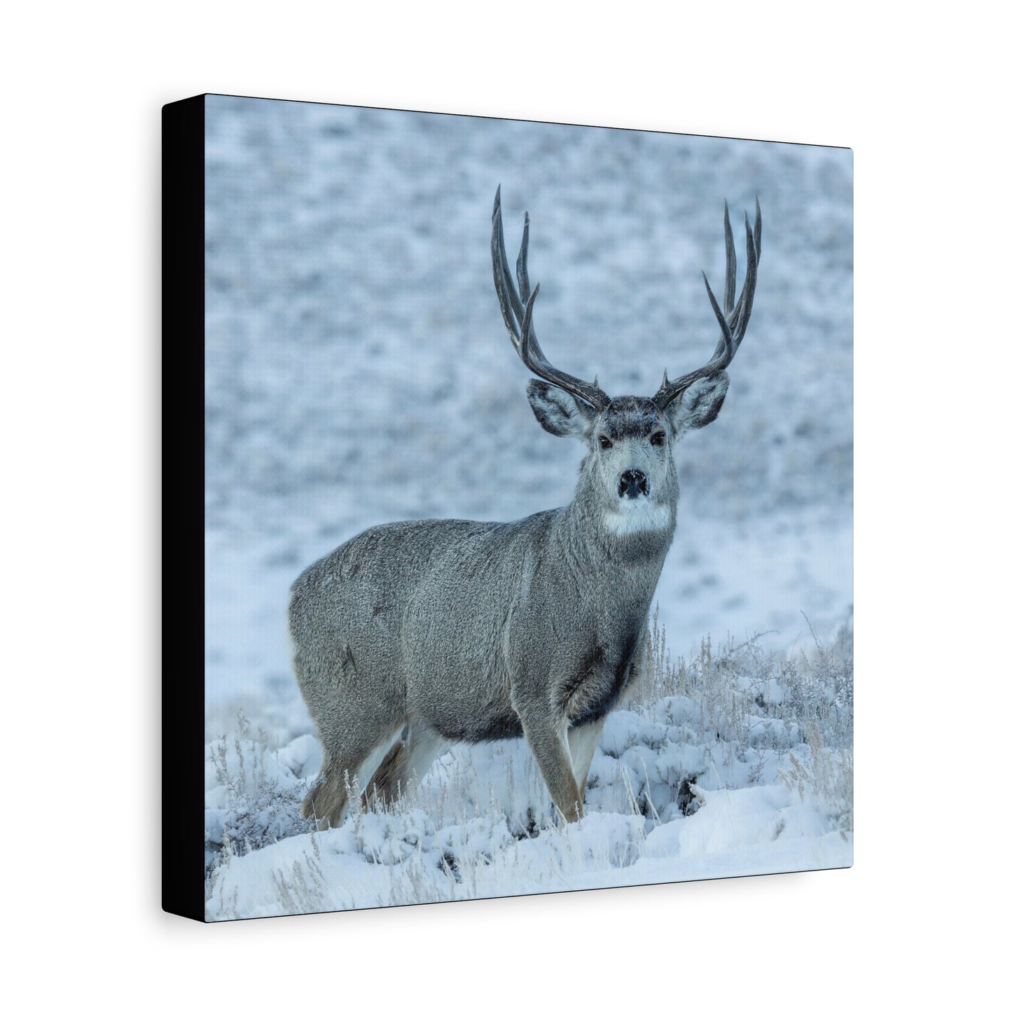 RUT BUCK MULE DEER BUCK STRETCHED CANVAS PRINT