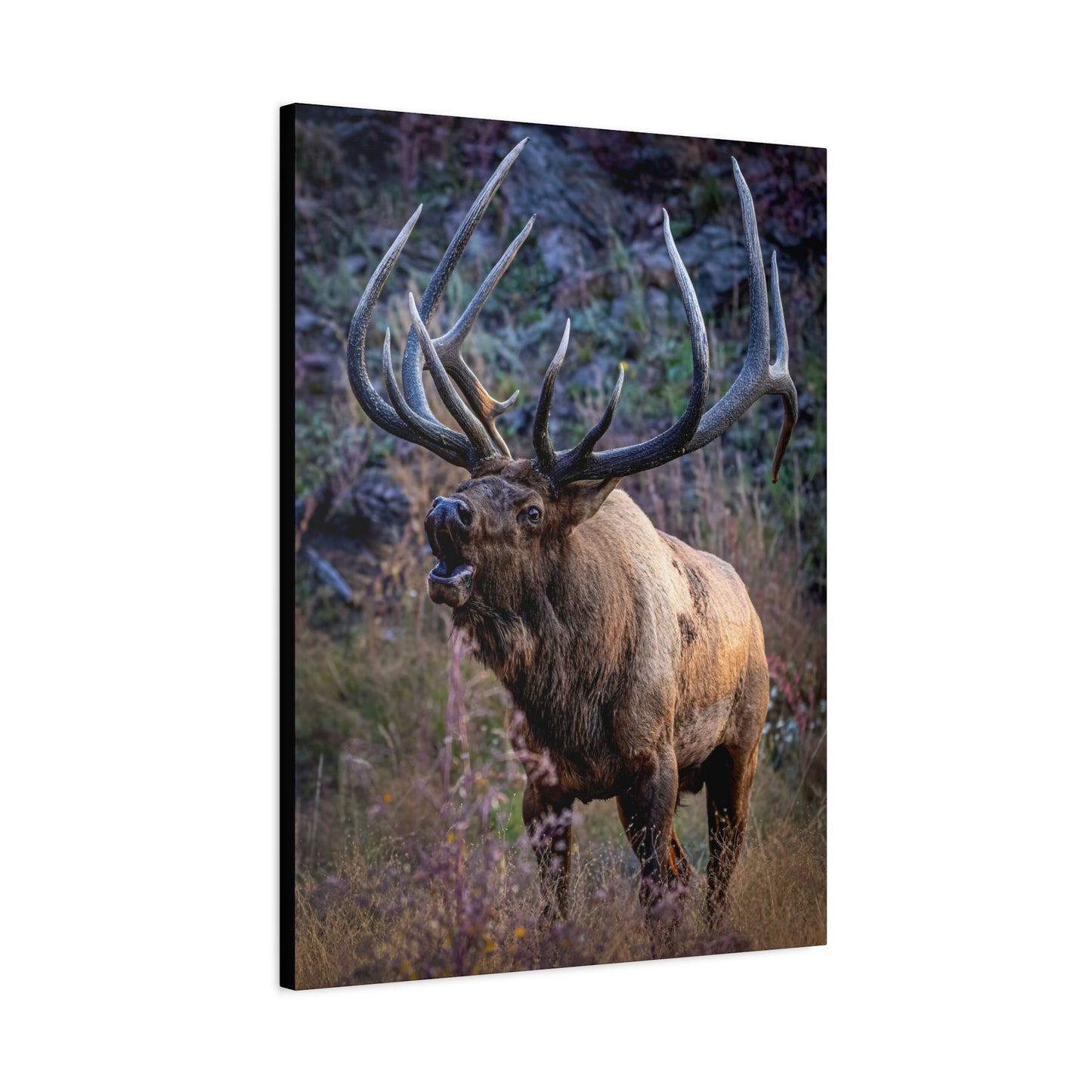 FALL INTENSITY BULL ELK STRETCHED CANVAS PRINT