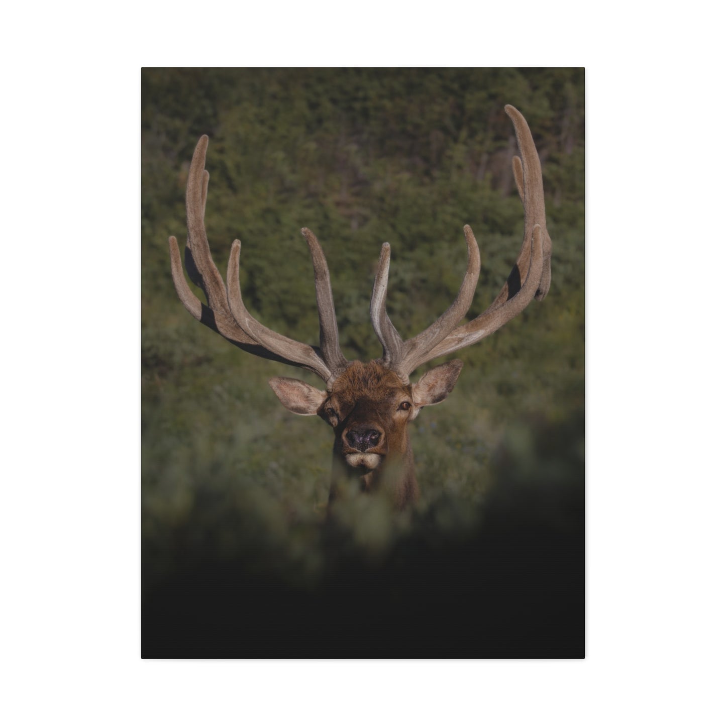 VELVET SURPRISE BULL ELK STRETCHED CANVAS PRINT