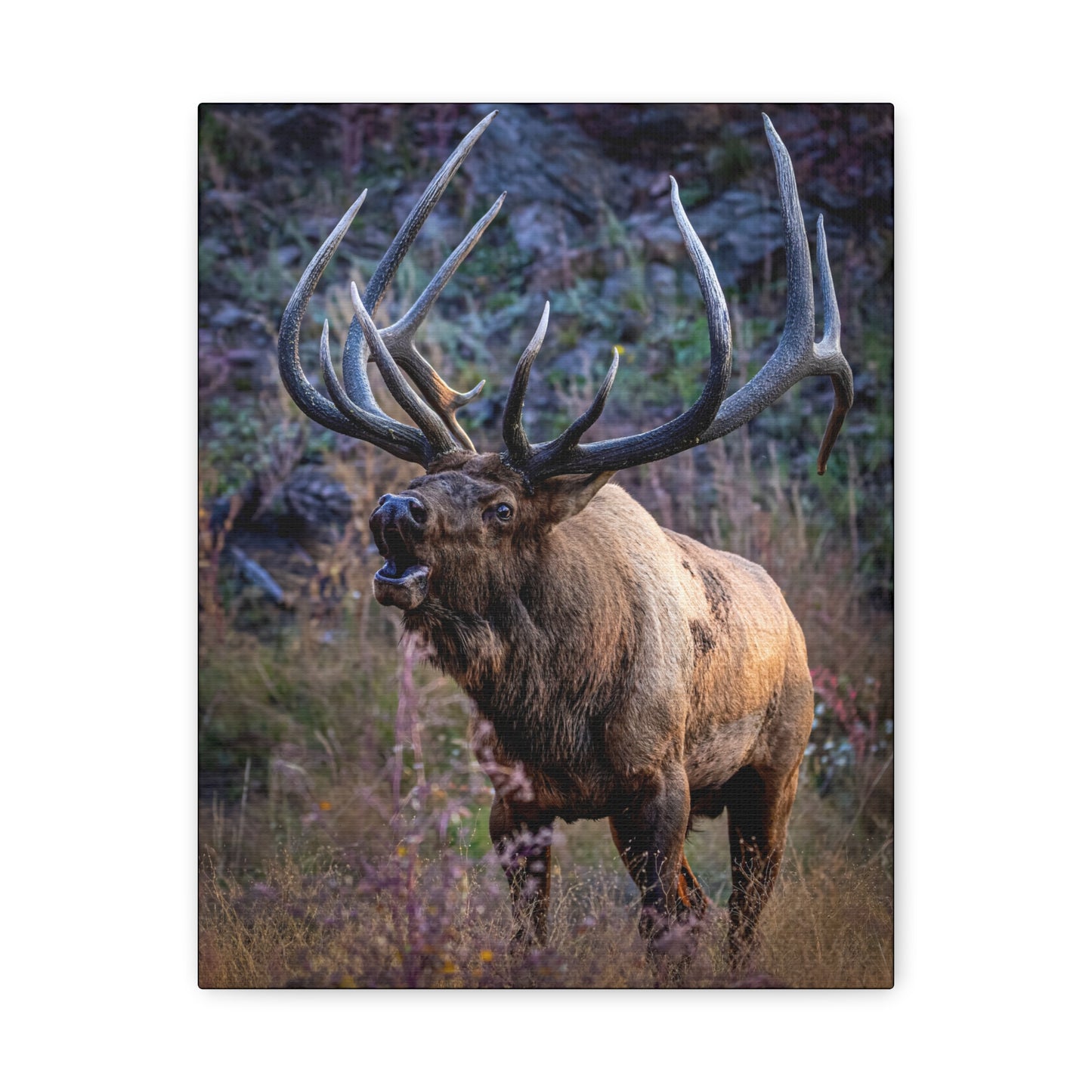 FALL INTENSITY BULL ELK STRETCHED CANVAS PRINT