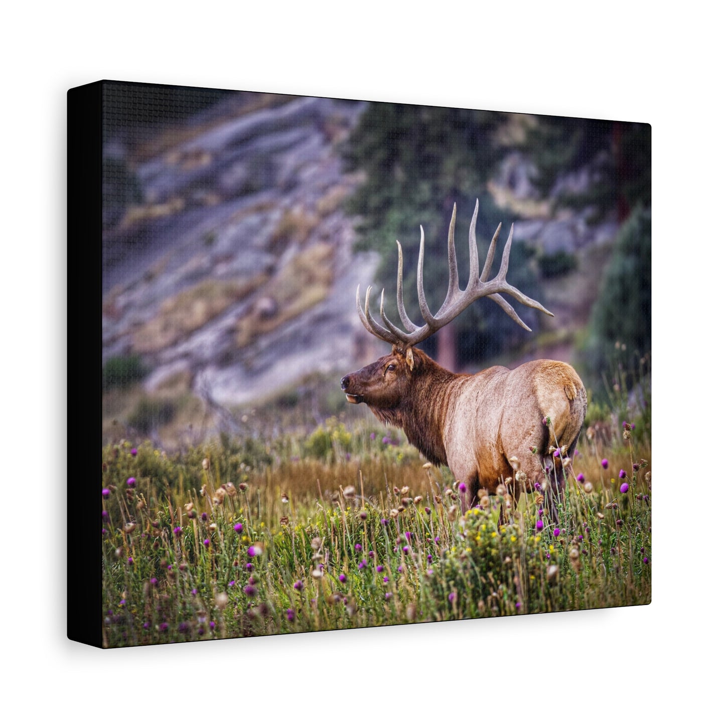 KING OF THE MEADOW BULL ELK STRETCHED CANVAS PRINT