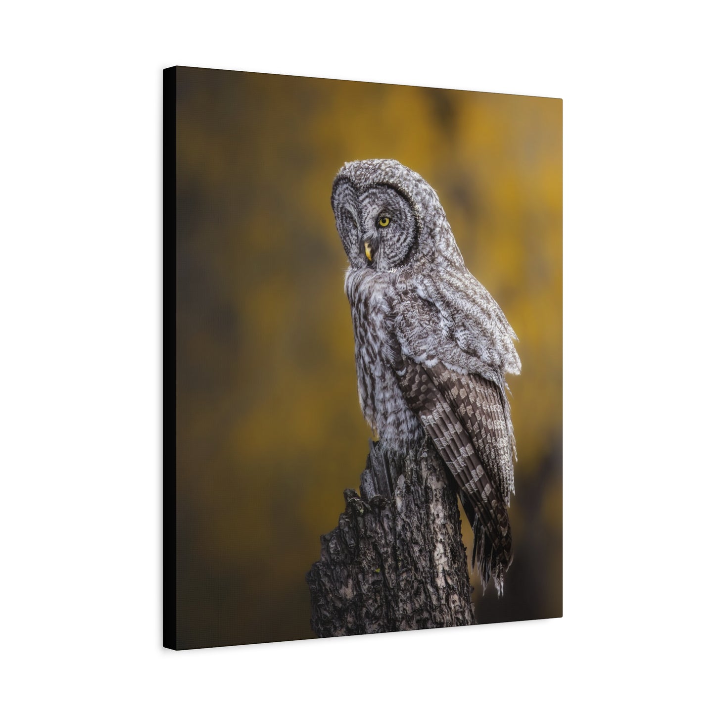 THOUGHTFUL GREAT GREY OWL STRETCHED CANVAS PRINT