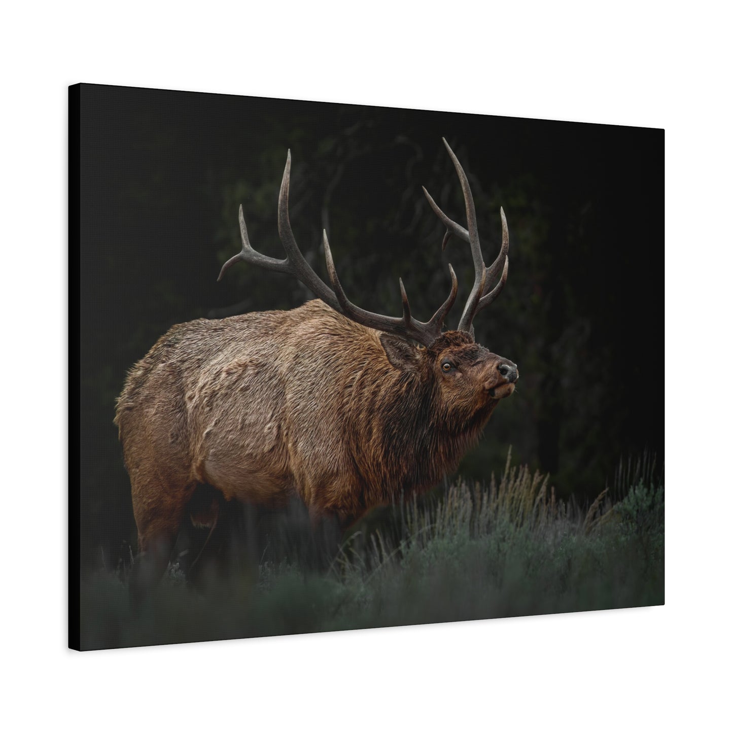 LOW LOOK BULL ELK STRETCHED CANVAS PRINT