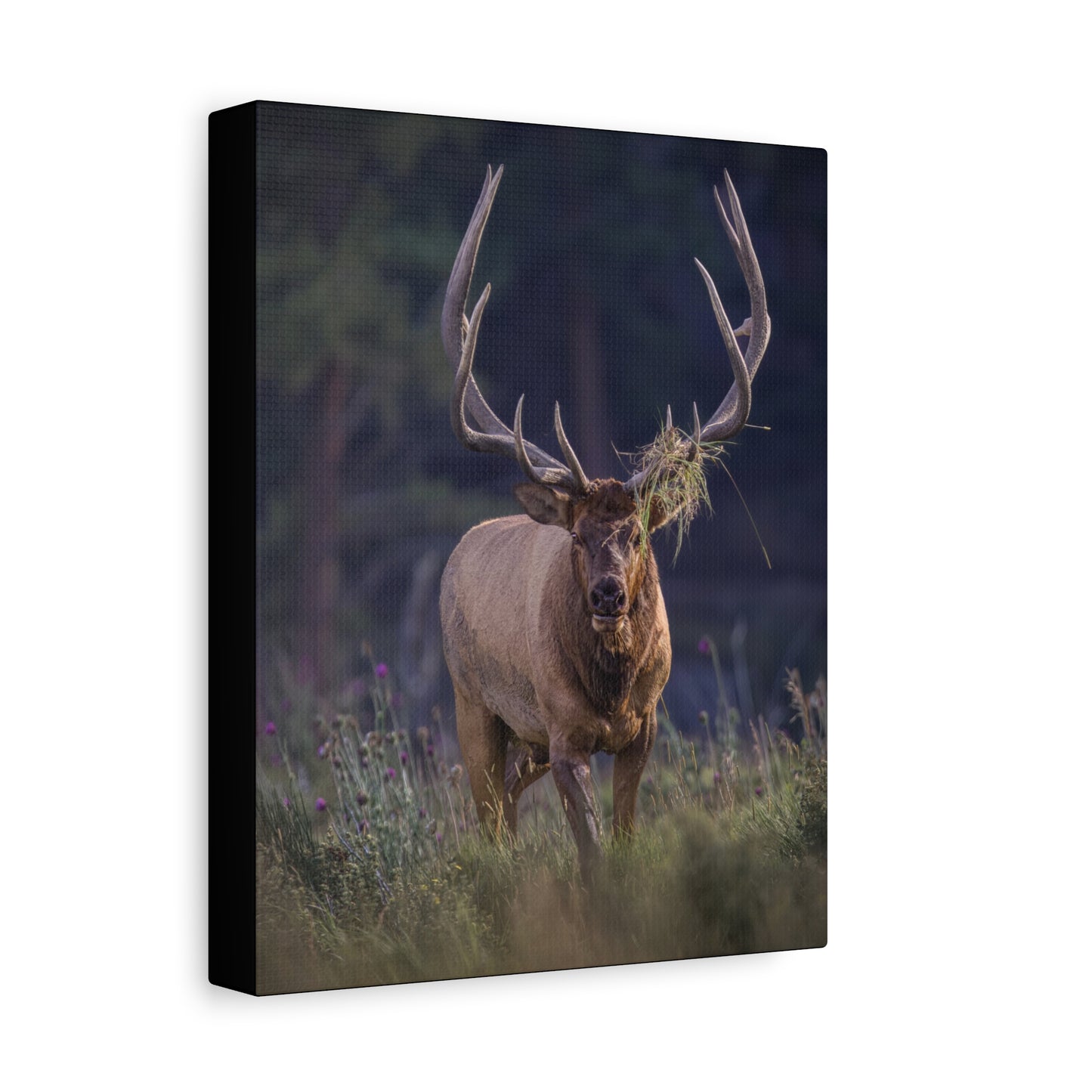 DECKED OUT BULL ELK STRETCHED CANVAS PRINT
