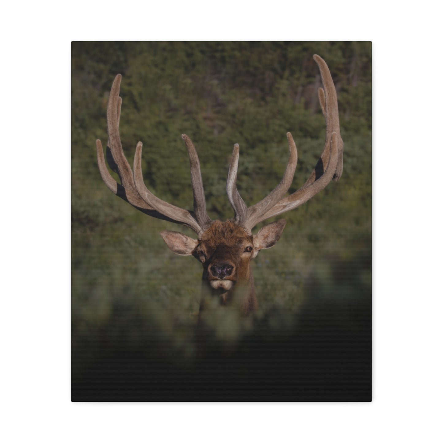 VELVET SURPRISE BULL ELK STRETCHED CANVAS PRINT