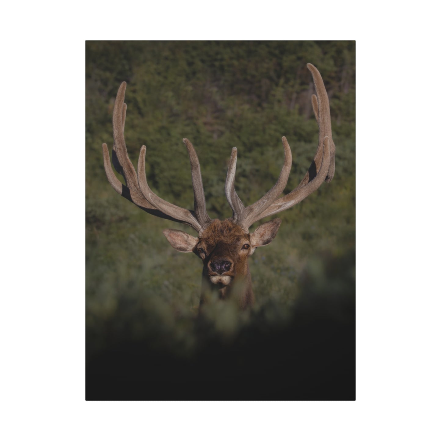 VELVET SURPRISE BULL ELK STRETCHED CANVAS PRINT