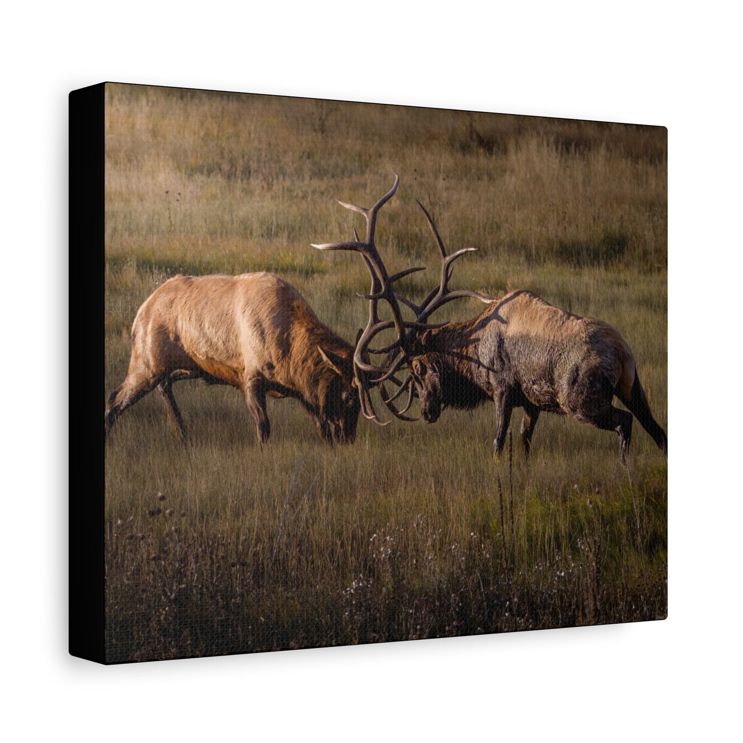 LOCKED IN LIGHT BULL ELK STRETCHED CANVAS PRINT