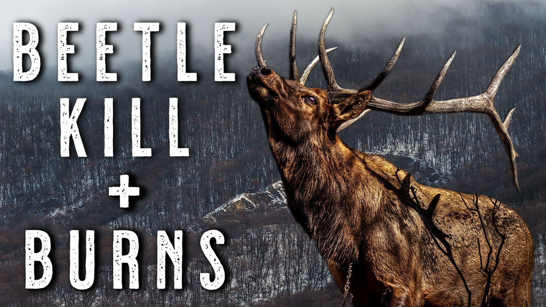How Feed, Beetle Kill & Burns Shape Elk Patterns | Elk Hunting Tips