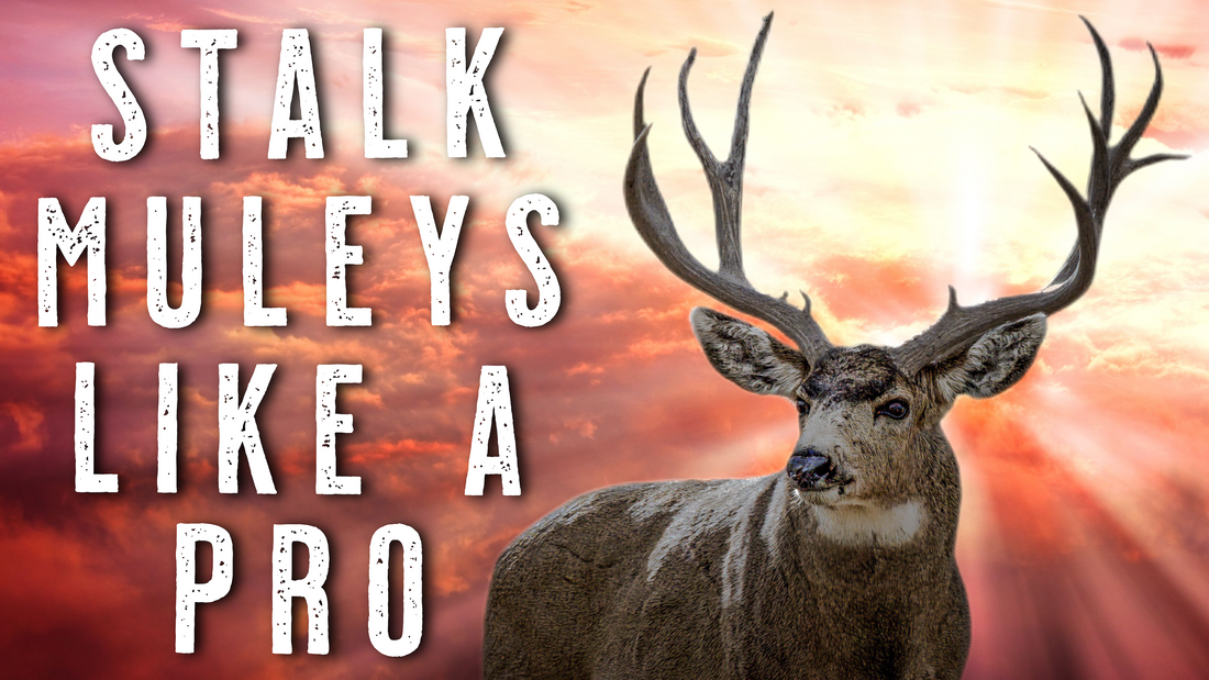 Mule Deer Hunting Tips That Actually Work on Public Land