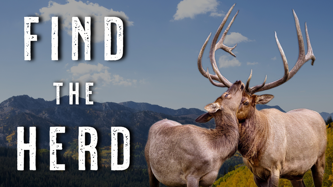 How to Find Cow Elk on Public Land - Elk Hunting Tips and Tactics